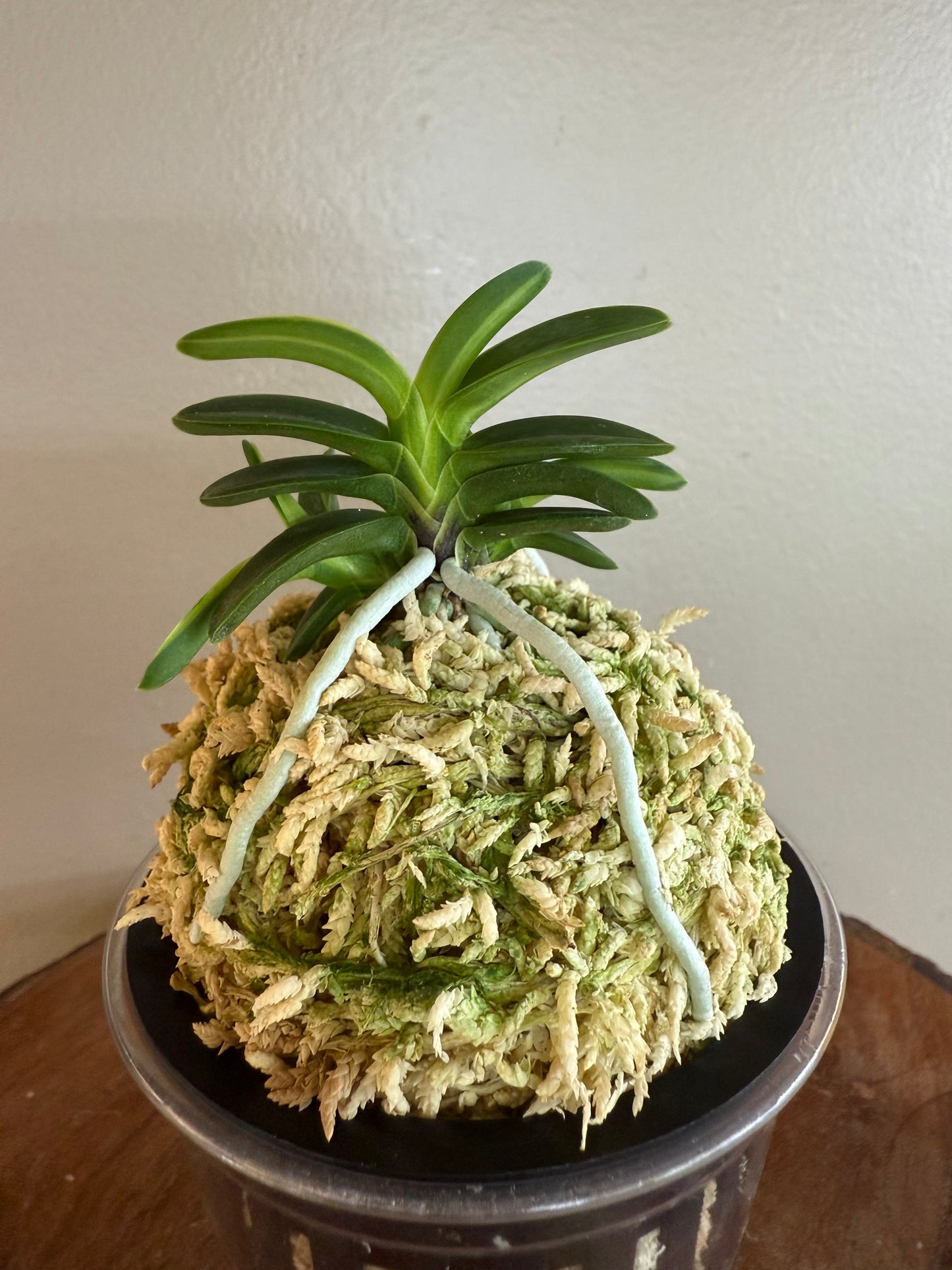 Neofinetia falcata Tsushima nishiki (Tsushima Ryokuho shima) 對馬錦