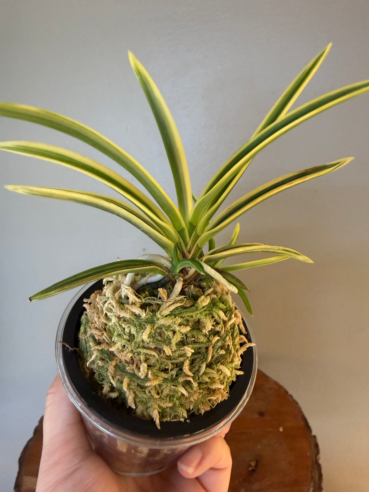 Neofinetia falcata Yuri 琉璃(Amami kanpaku  奄美冠白)