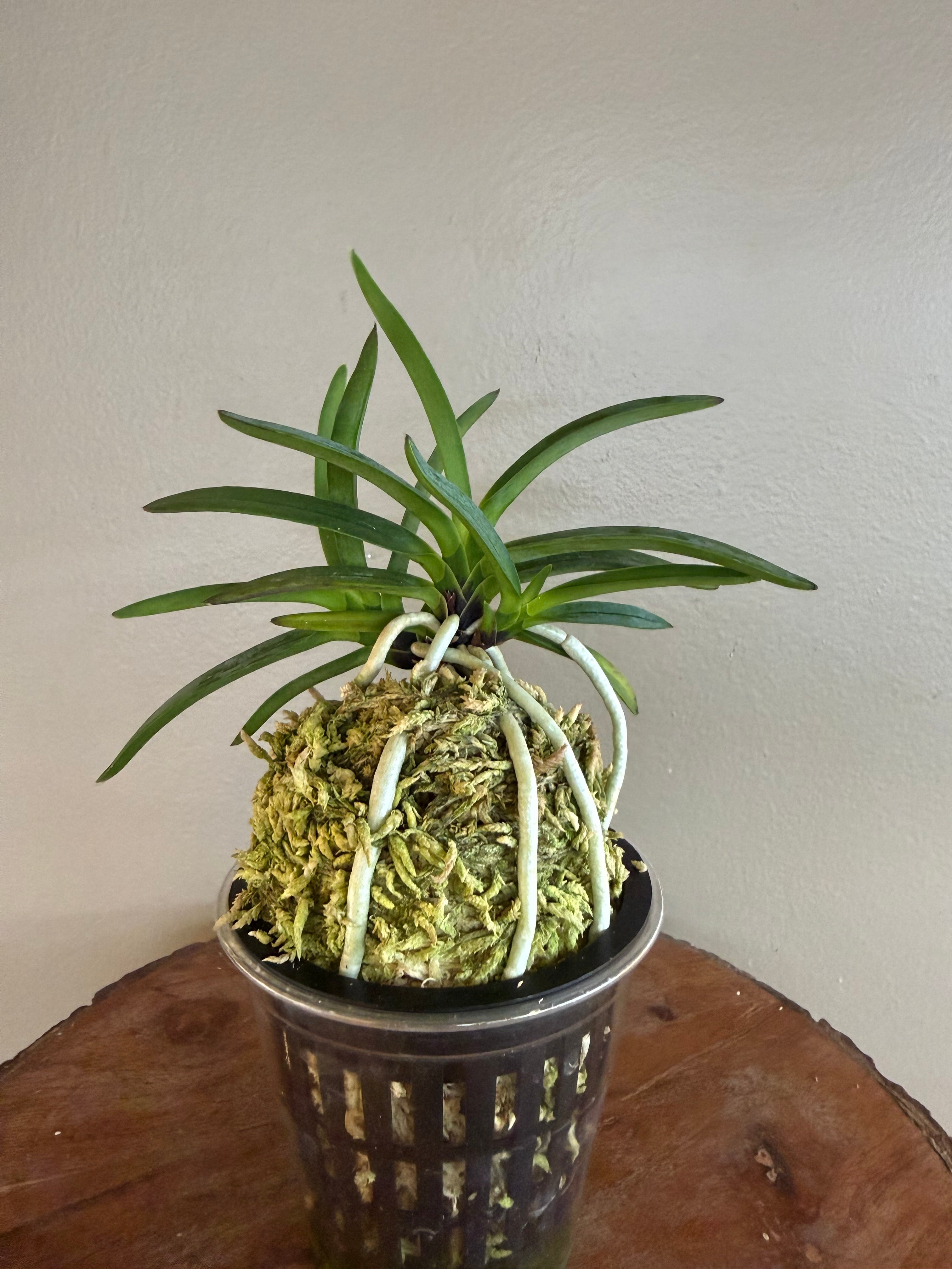 Neofinetia falcata Kogyoku no hana 紅玉の花 – Helen's Orchid House