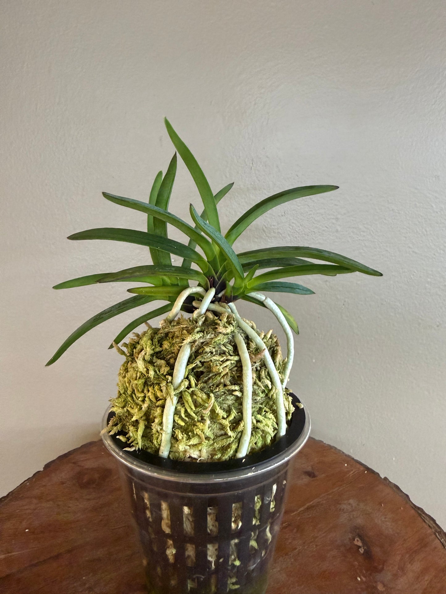 Neofinetia falcata Kogyoku no hana 紅玉の花