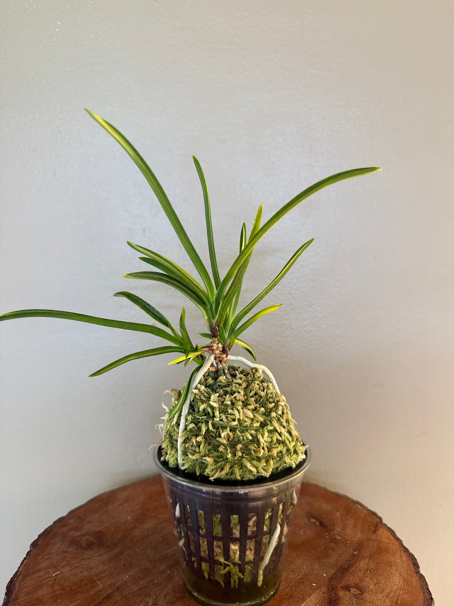Neofinetia falcata Shinkoto 新湖東