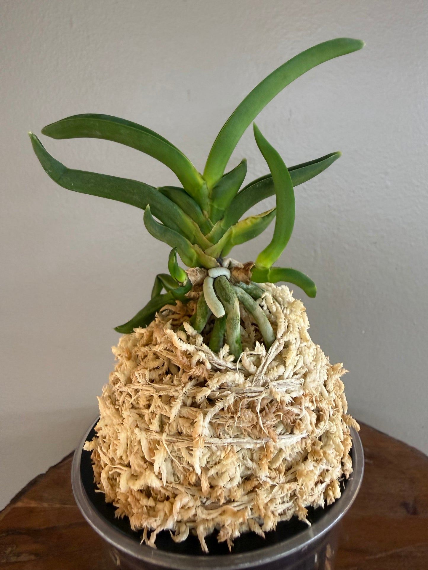 Neofinetia falcata Himiko 卑弥呼