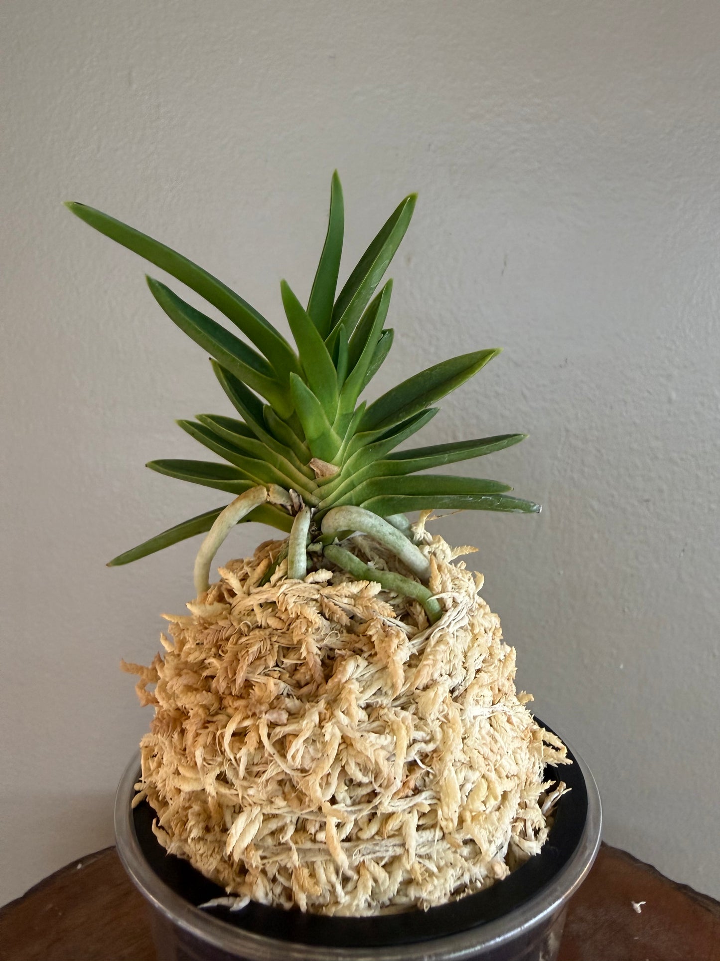 Neofinetia falcata Tensenrui 天蟾類