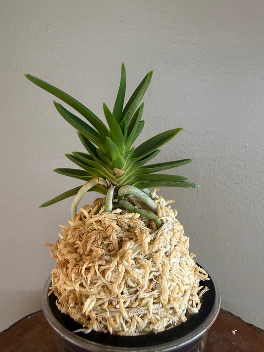 Neofinetia falcata Tensenrui 天蟾類