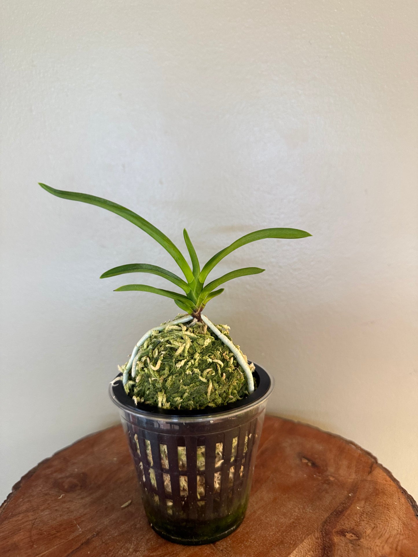 Neofinetia falcata Soubiryu 双尾龍