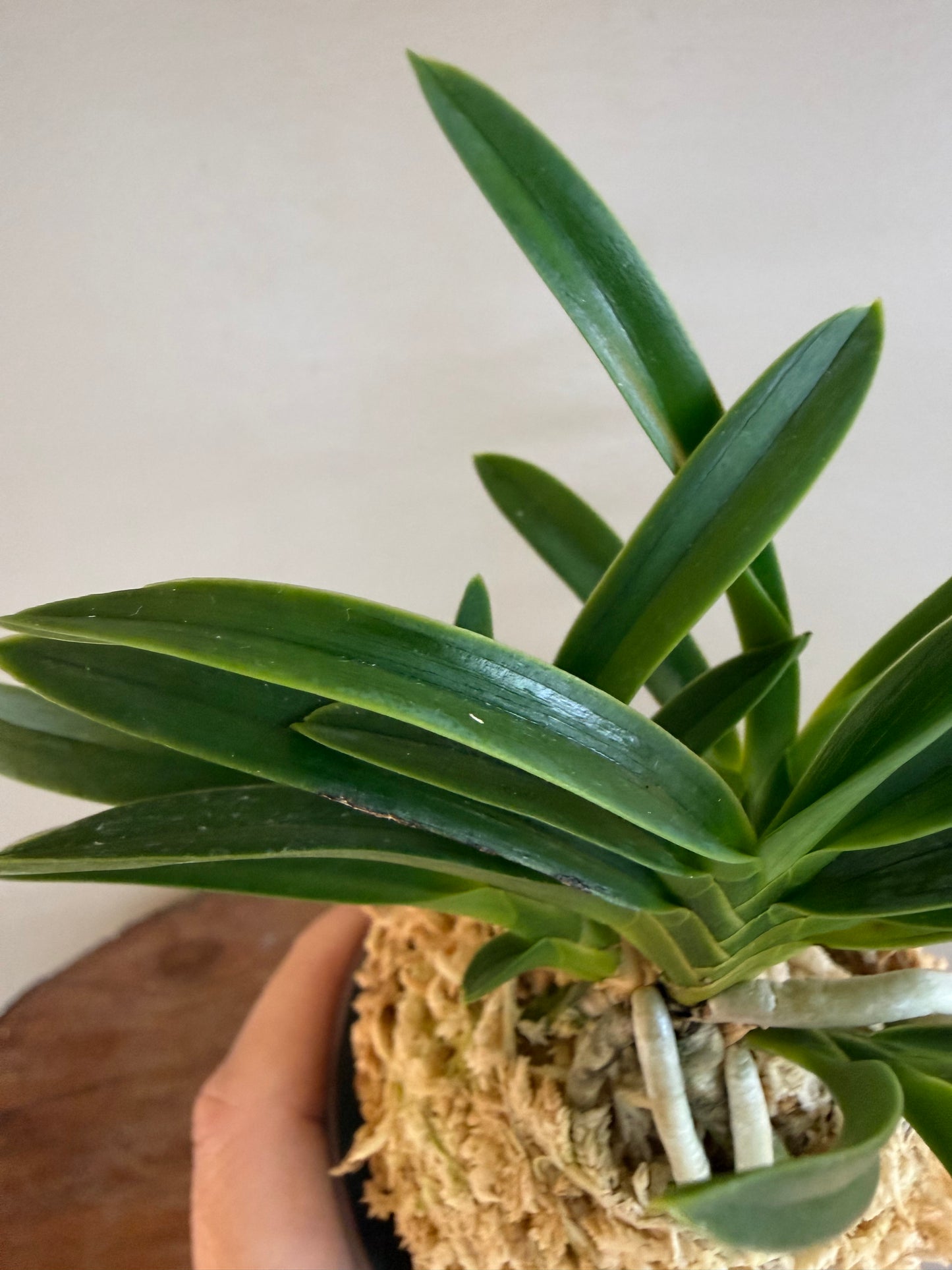 Neofinetia falcata Suminagashi 墨流
