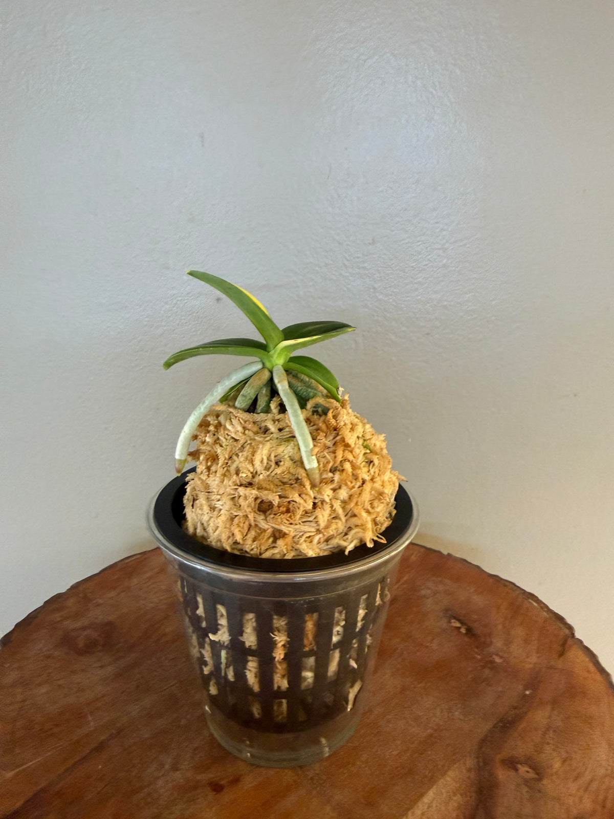 Sedirea japonica Minmaru Shima 明丸錦