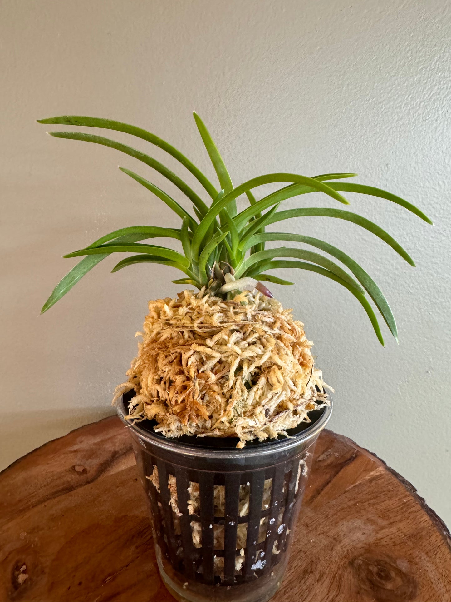 Neofinetia falcata Konpeki 紺碧