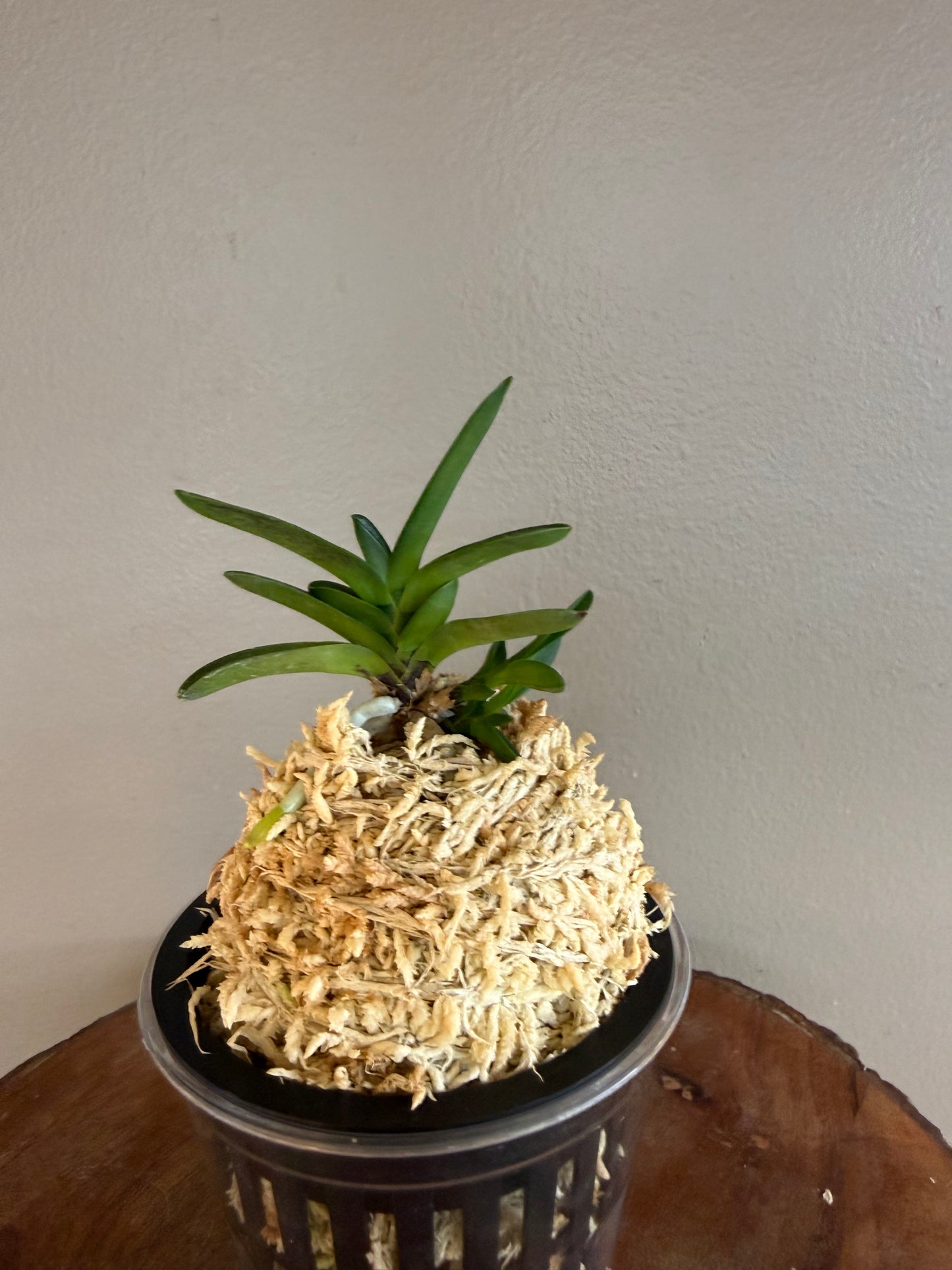 Neofinetia falcata Tamakongo 玉金剛