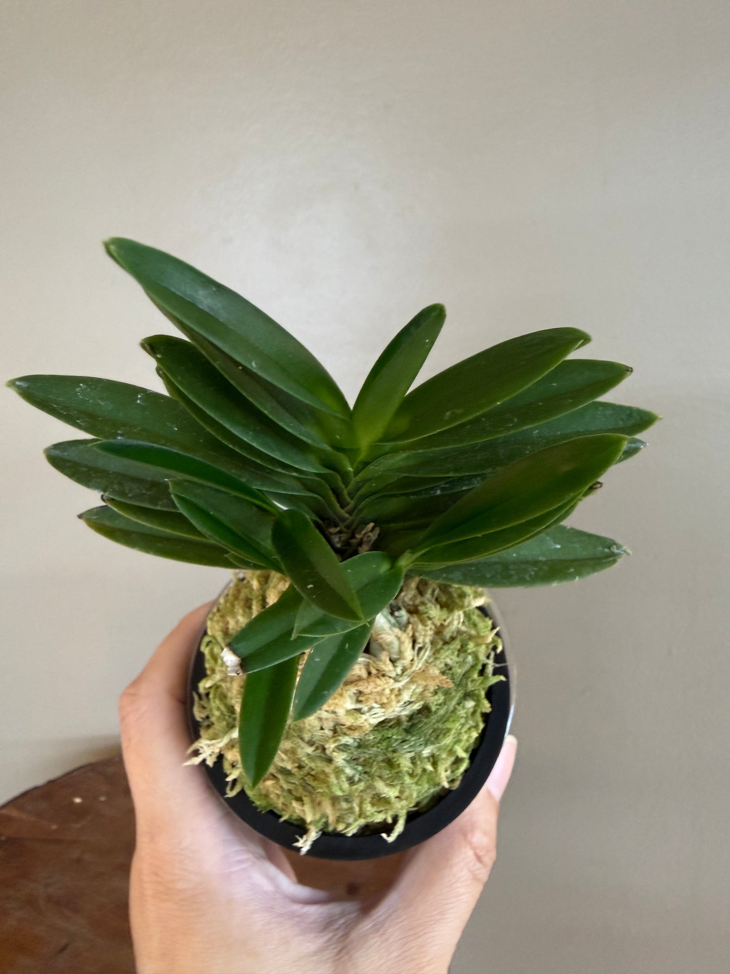 Neofinetia falcata Wonhyo 元曉