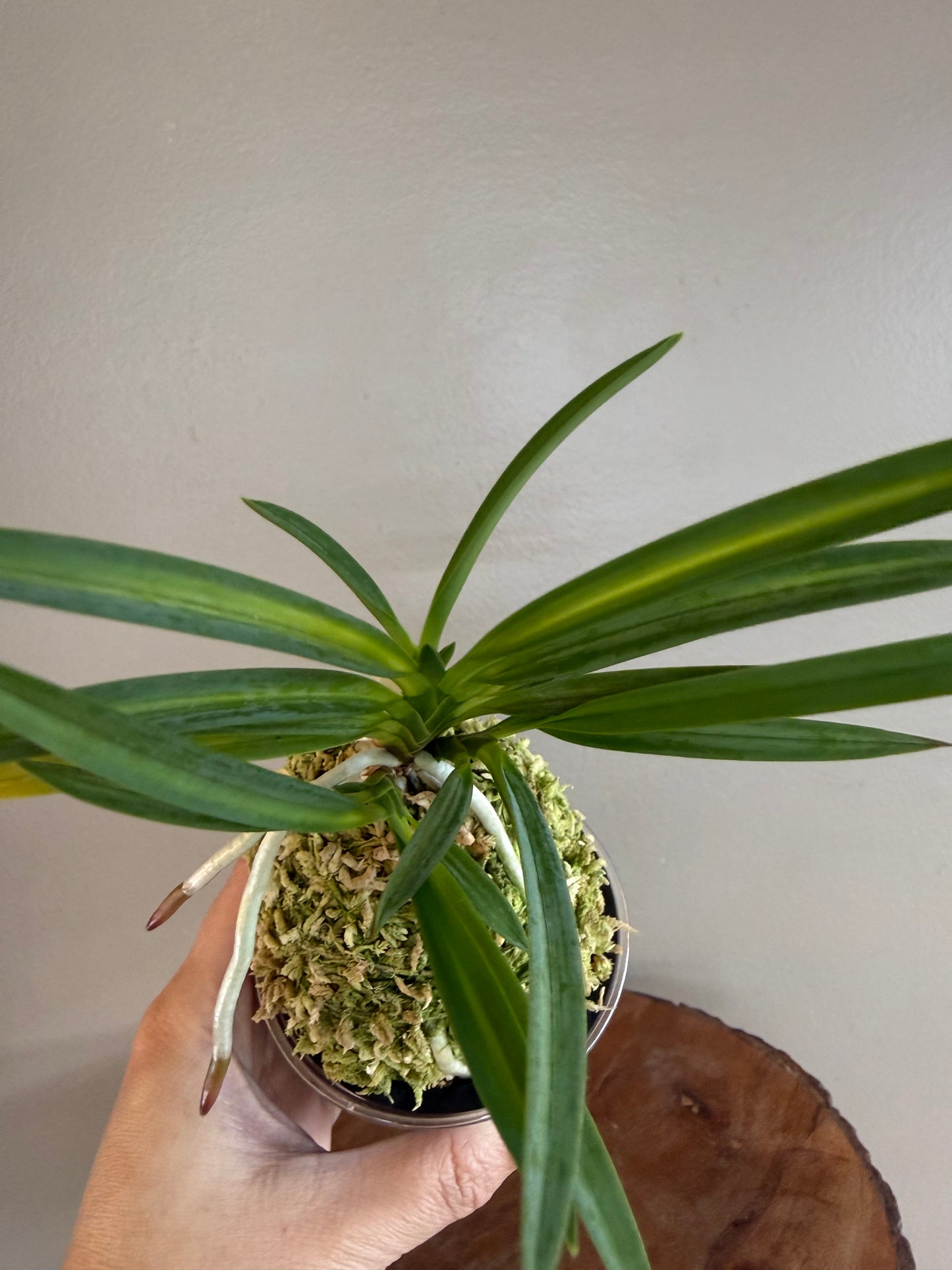 Neofinetia falcata Unhak (Unkaku) 雲鶴