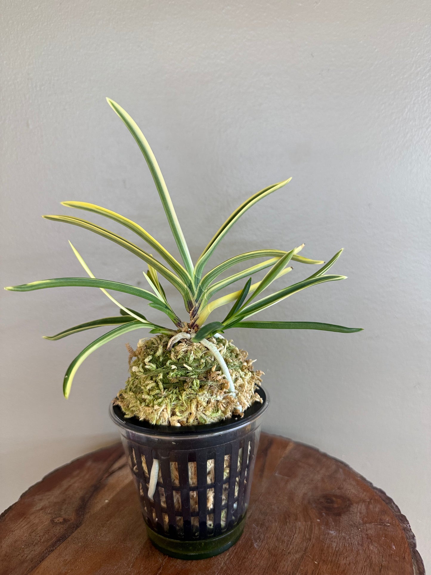 Neofinetia falcata Gojo Fukurin 御城覆輪