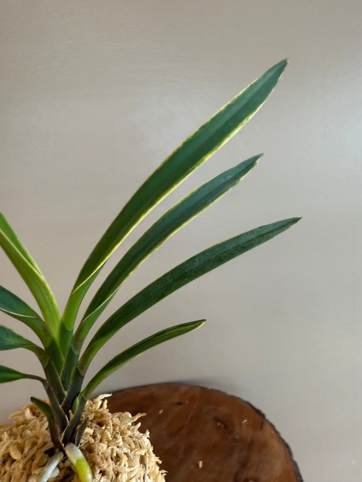 Neofinetia falcata Hokutosei 北斗星