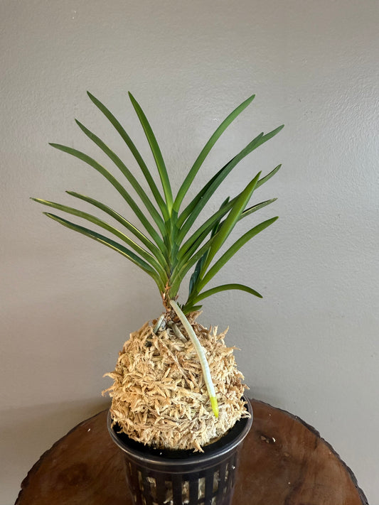 Neofinetia falcata Yukoku Nishiki 幽谷錦