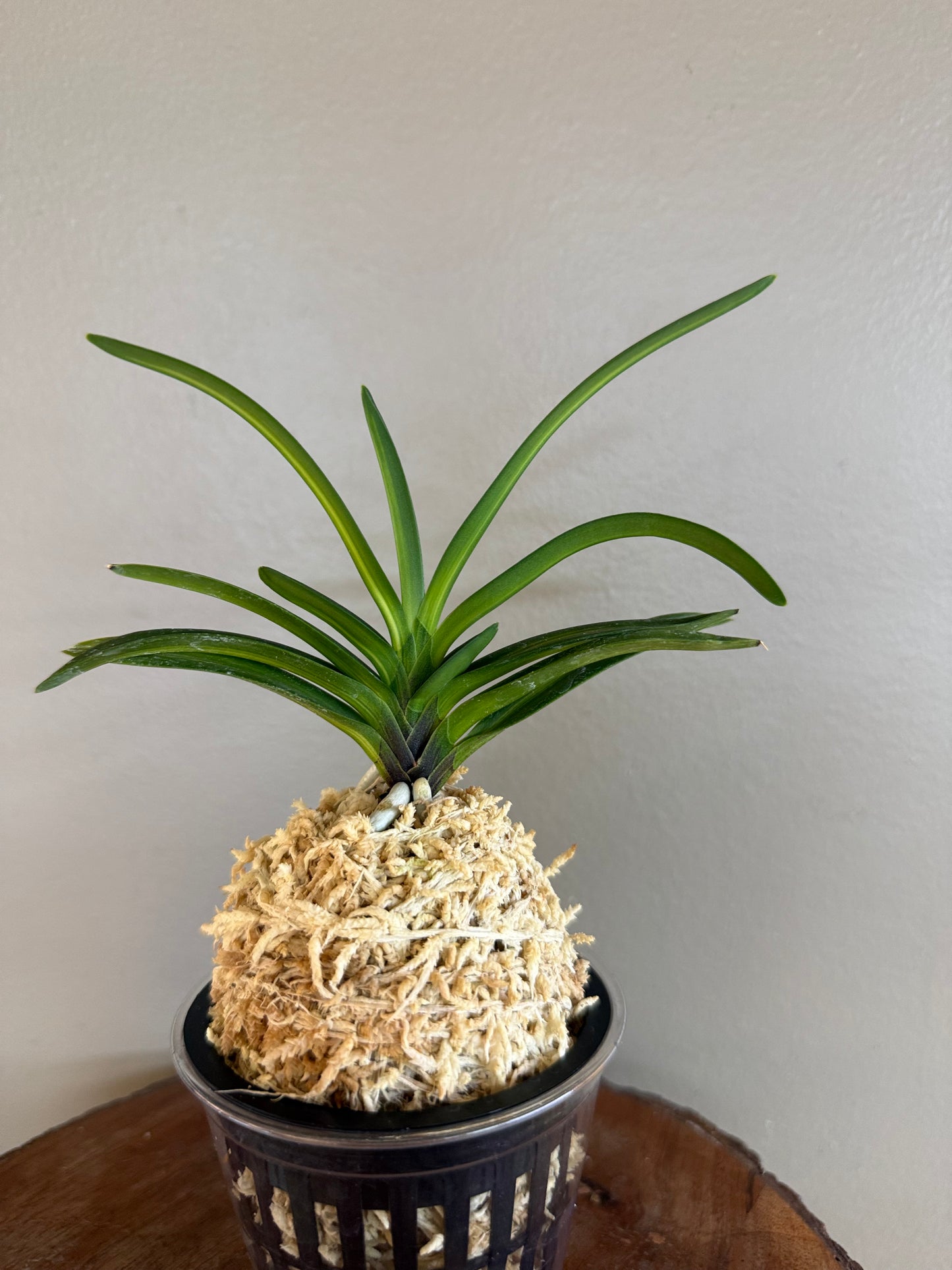 Neofinetia falcata Gosu nakafu 高穗中班