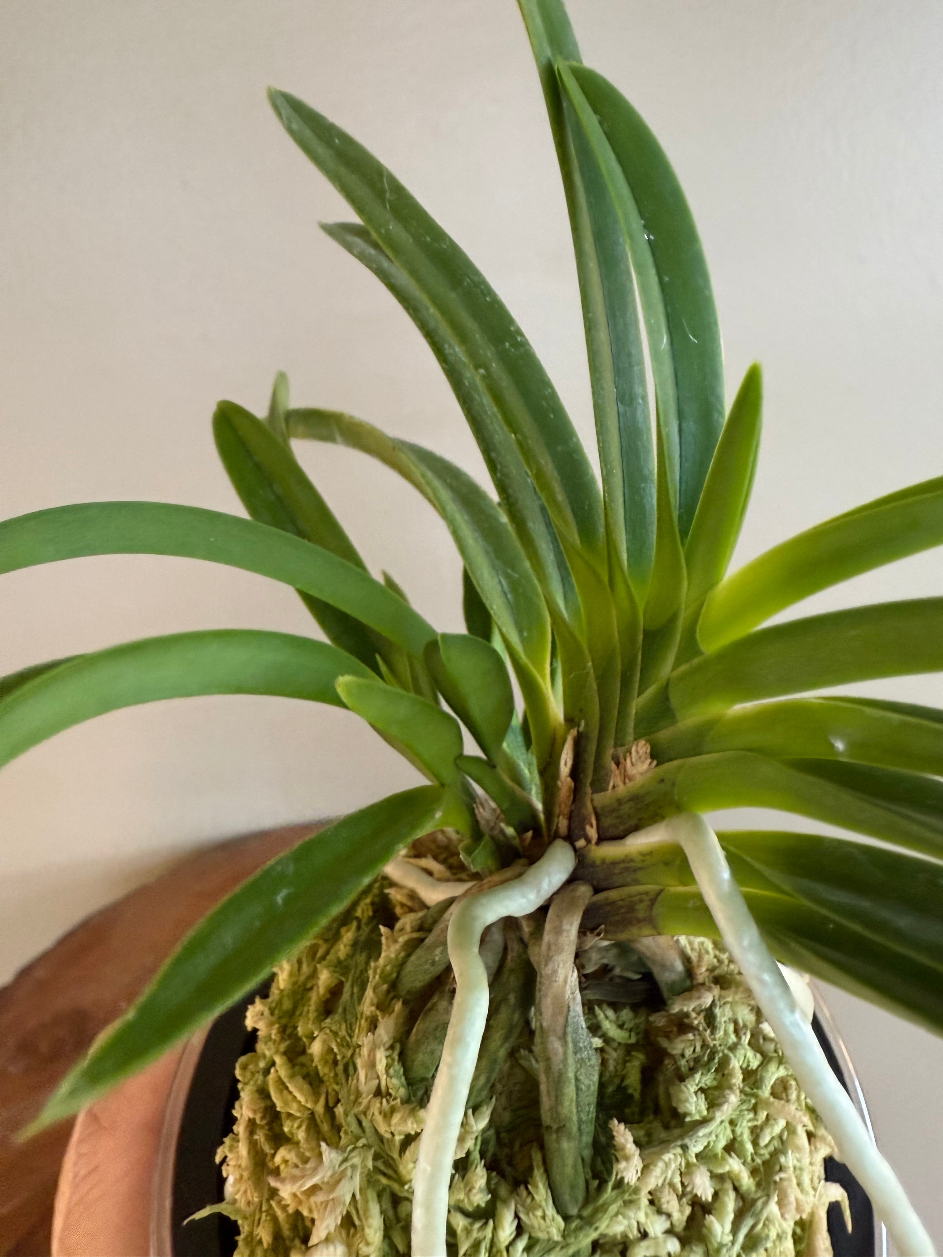 Neofinetia falcata Hanamatsuri 花祭 – Helen's Orchid House