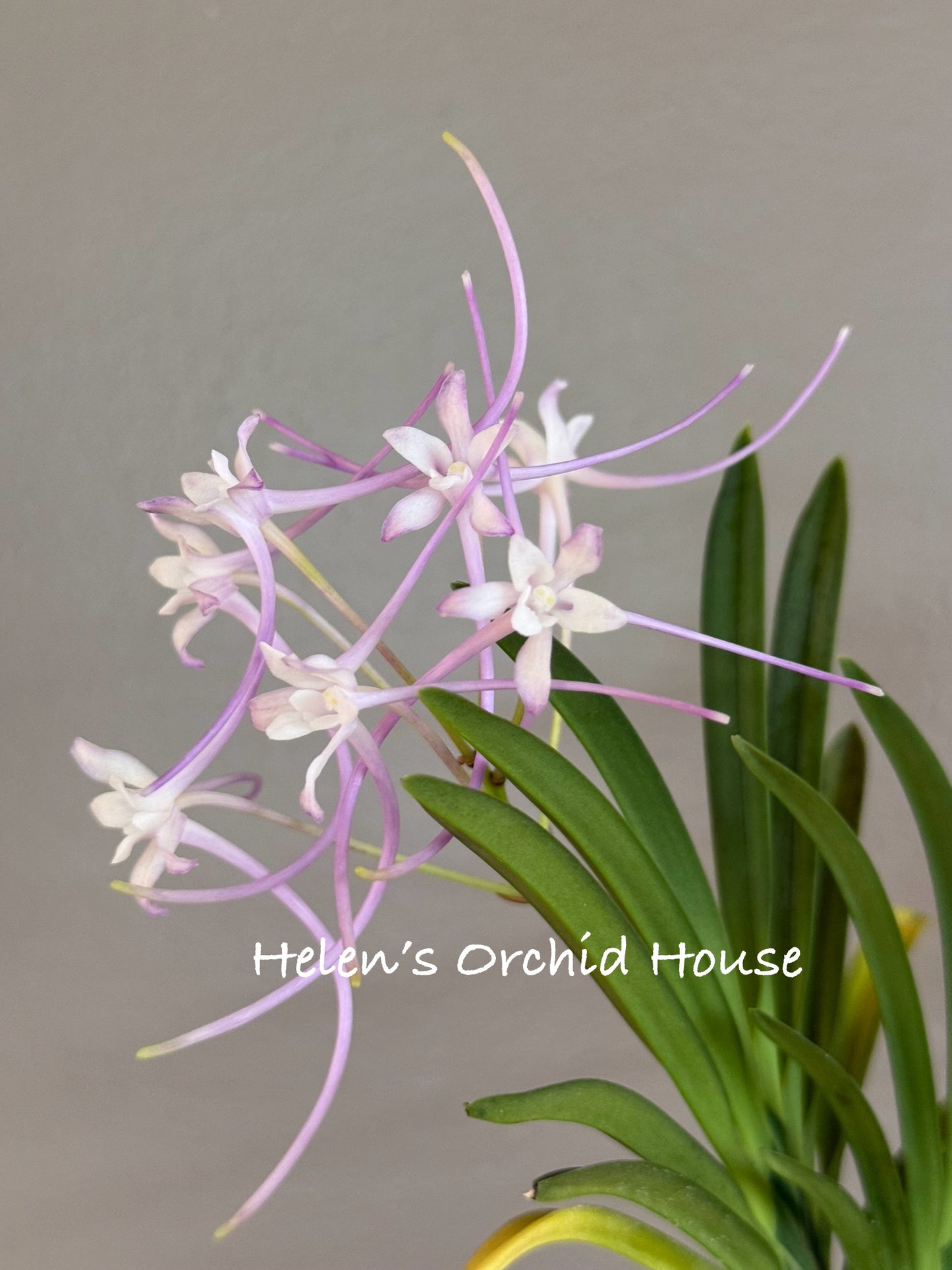 Neofinetia falcata Baekseolgongju 白雪公主