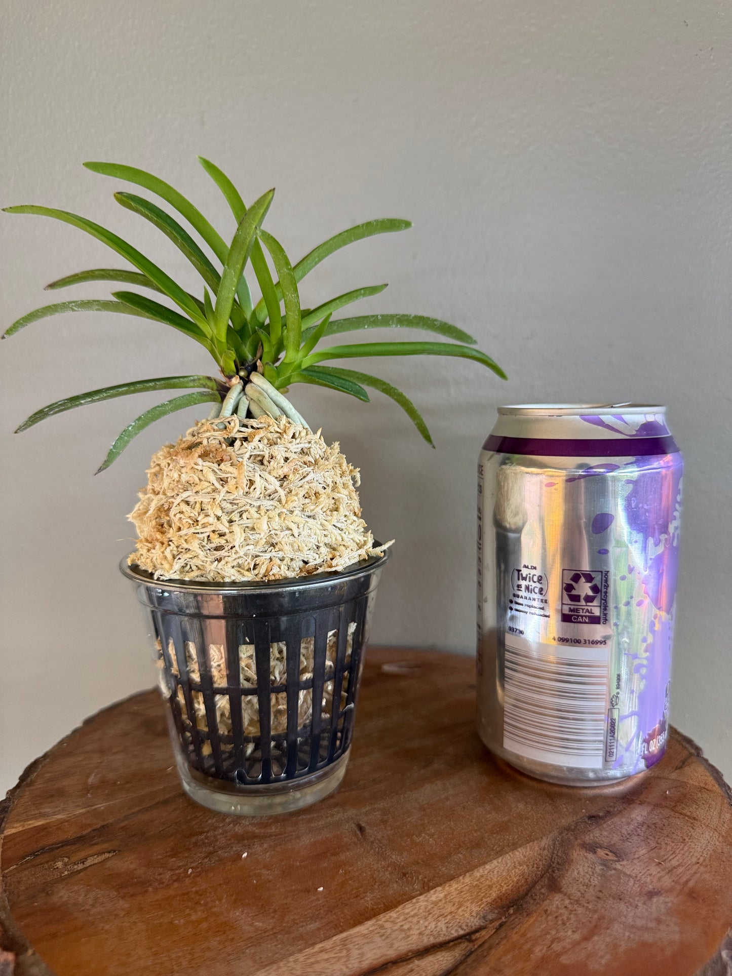 Neofinetia falcata Honghyeon 紅玄