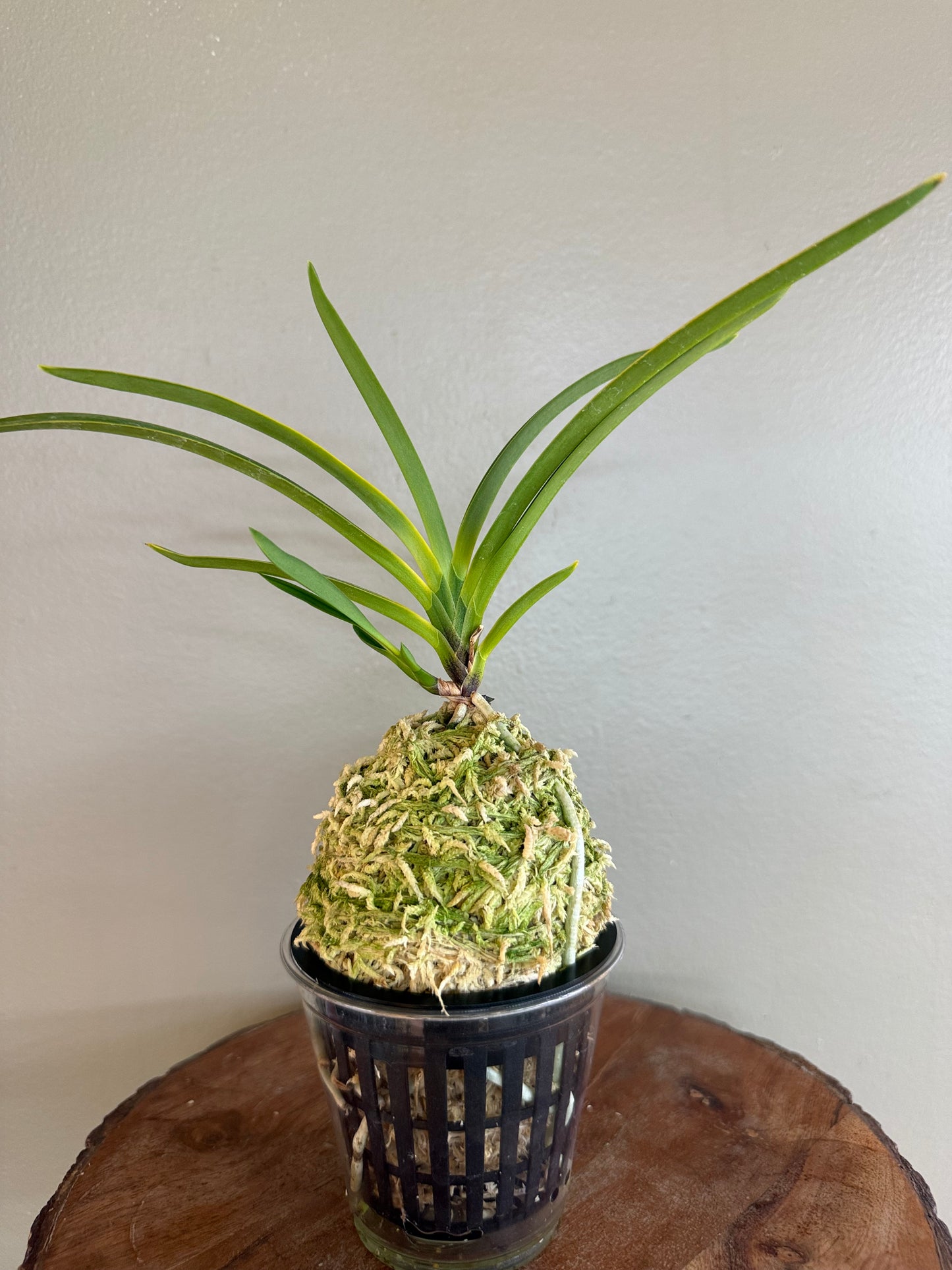 Neofinetia falcata Surugabotan 駿河牡丹