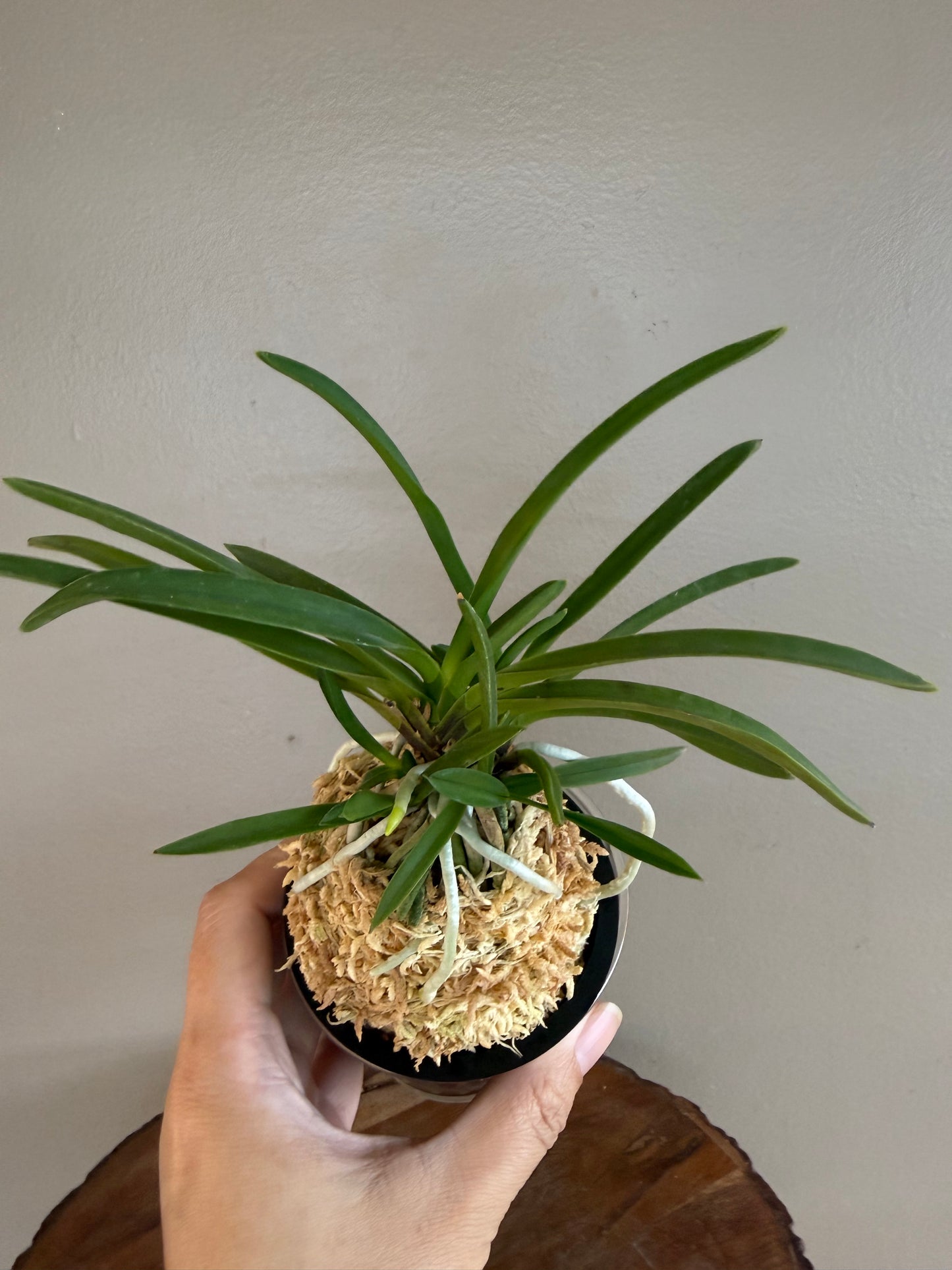 Neofinetia falcata Benigkaede 紅楓