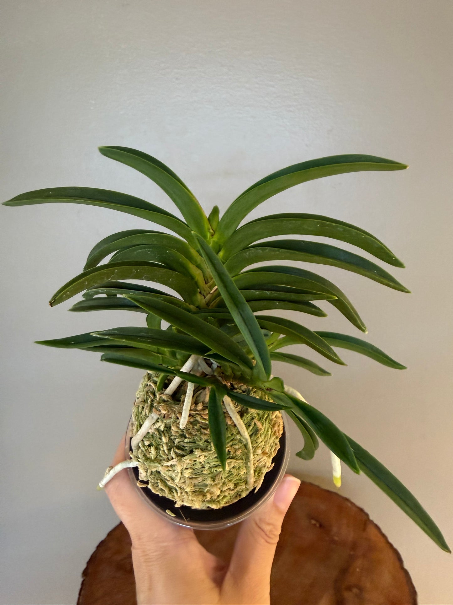 Neofinetia falcata Himiko 卑弥呼