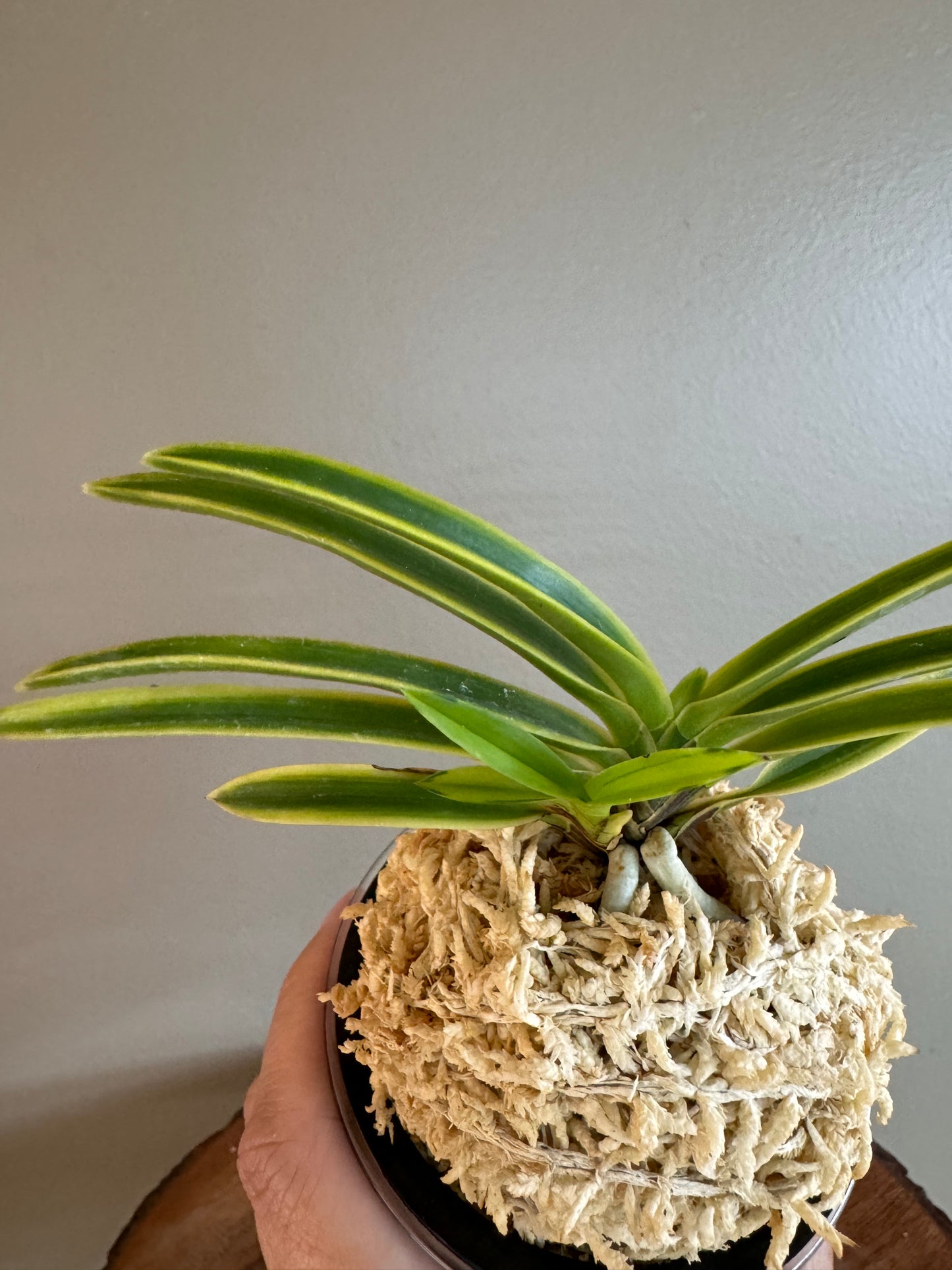 Neofinetia falcata Bankokumaru 万国丸