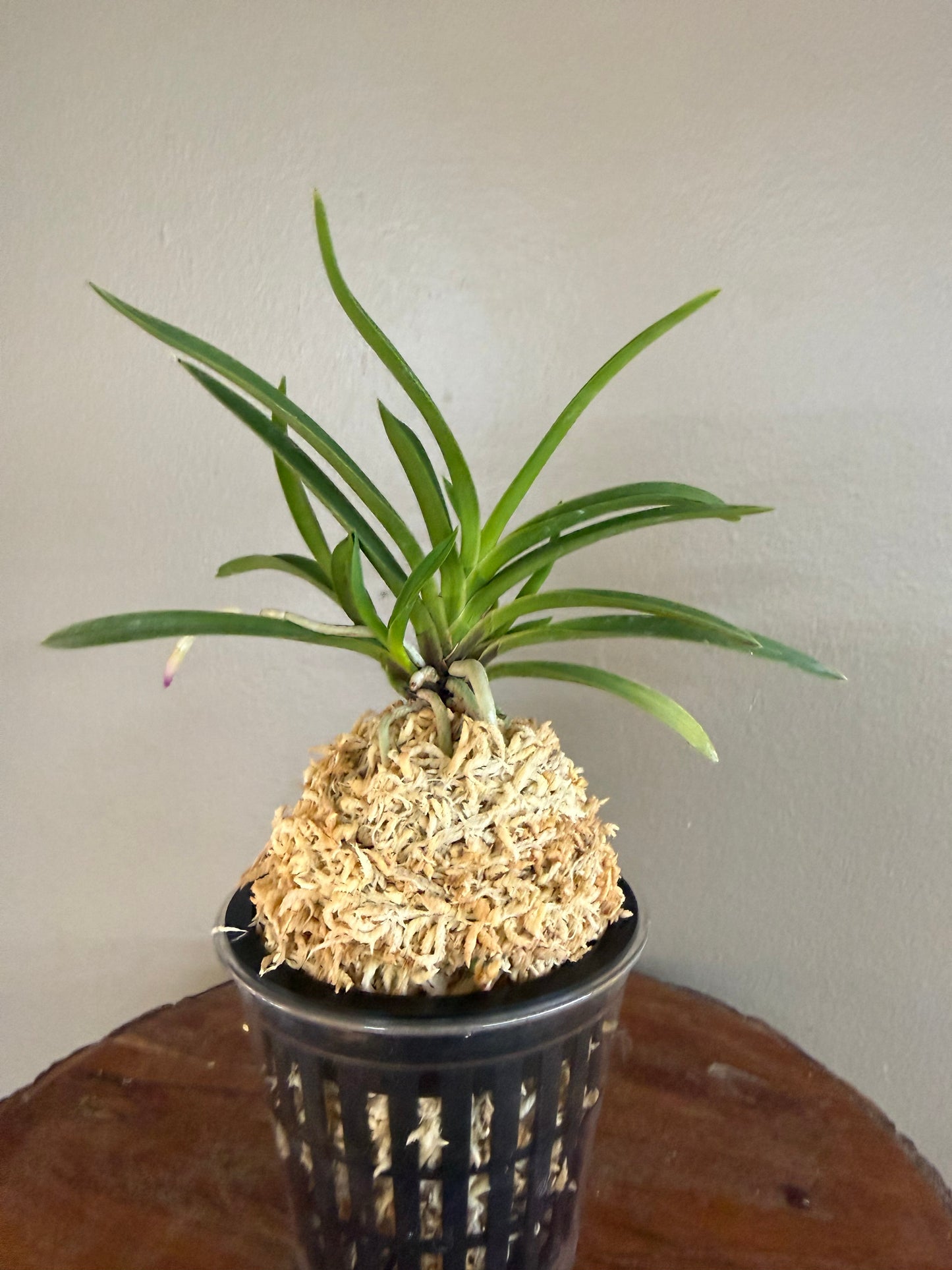 Neofinetia falcata Manjushage 曼珠沙華