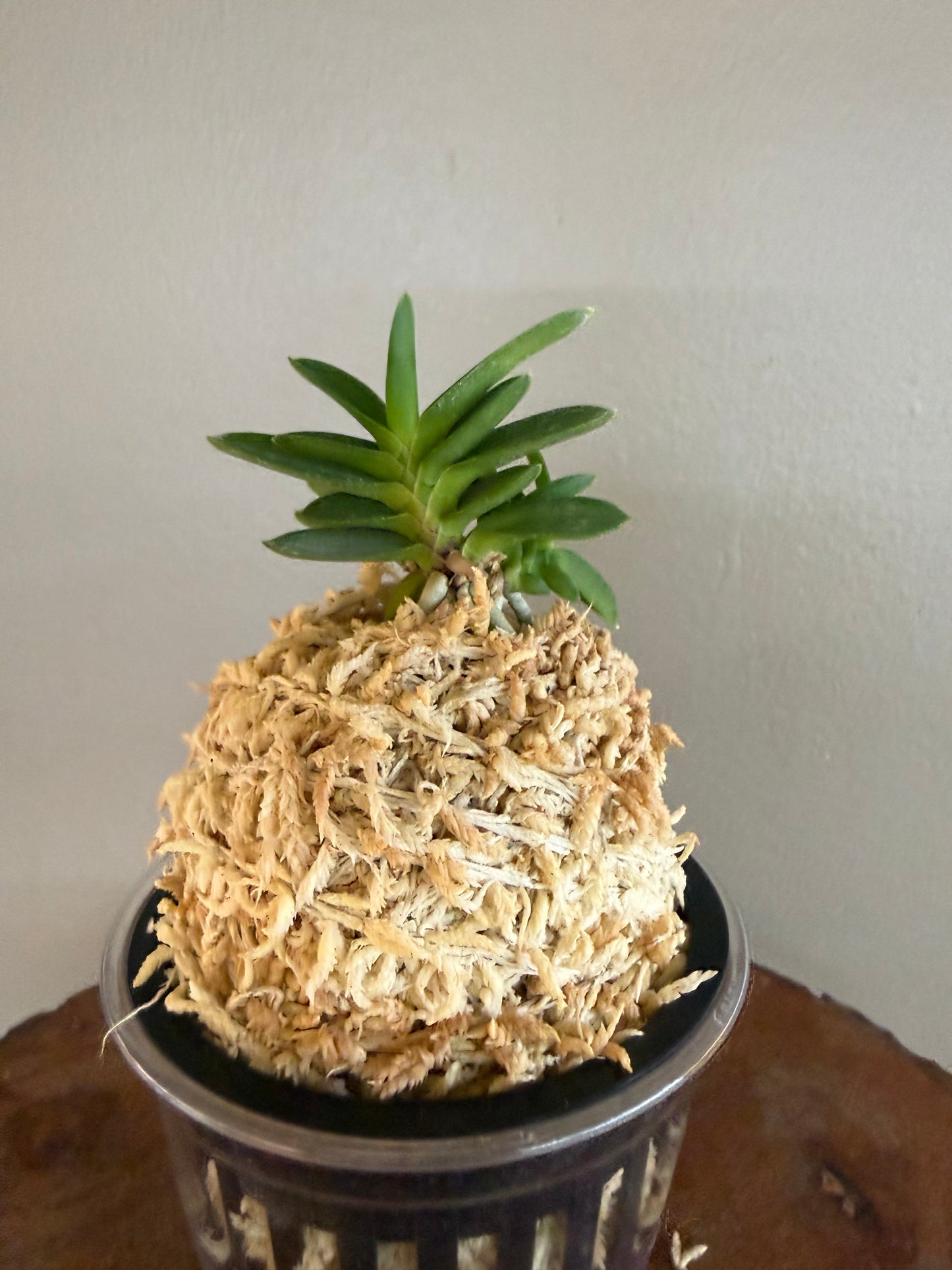 Neofinetia falcata Kirinmaru 麒麟丸
