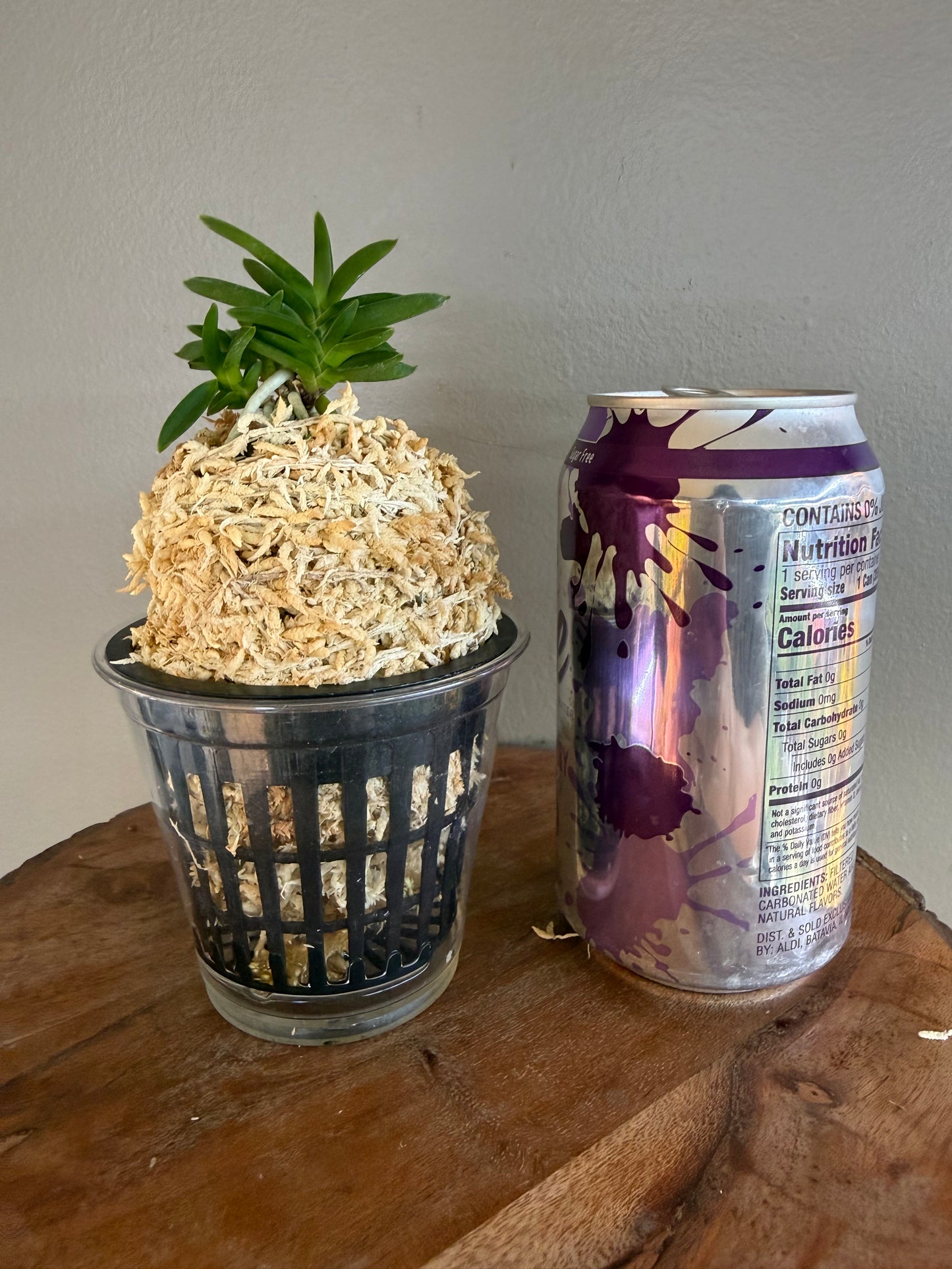 Neofinetia falcata Kirinmaru 麒麟丸