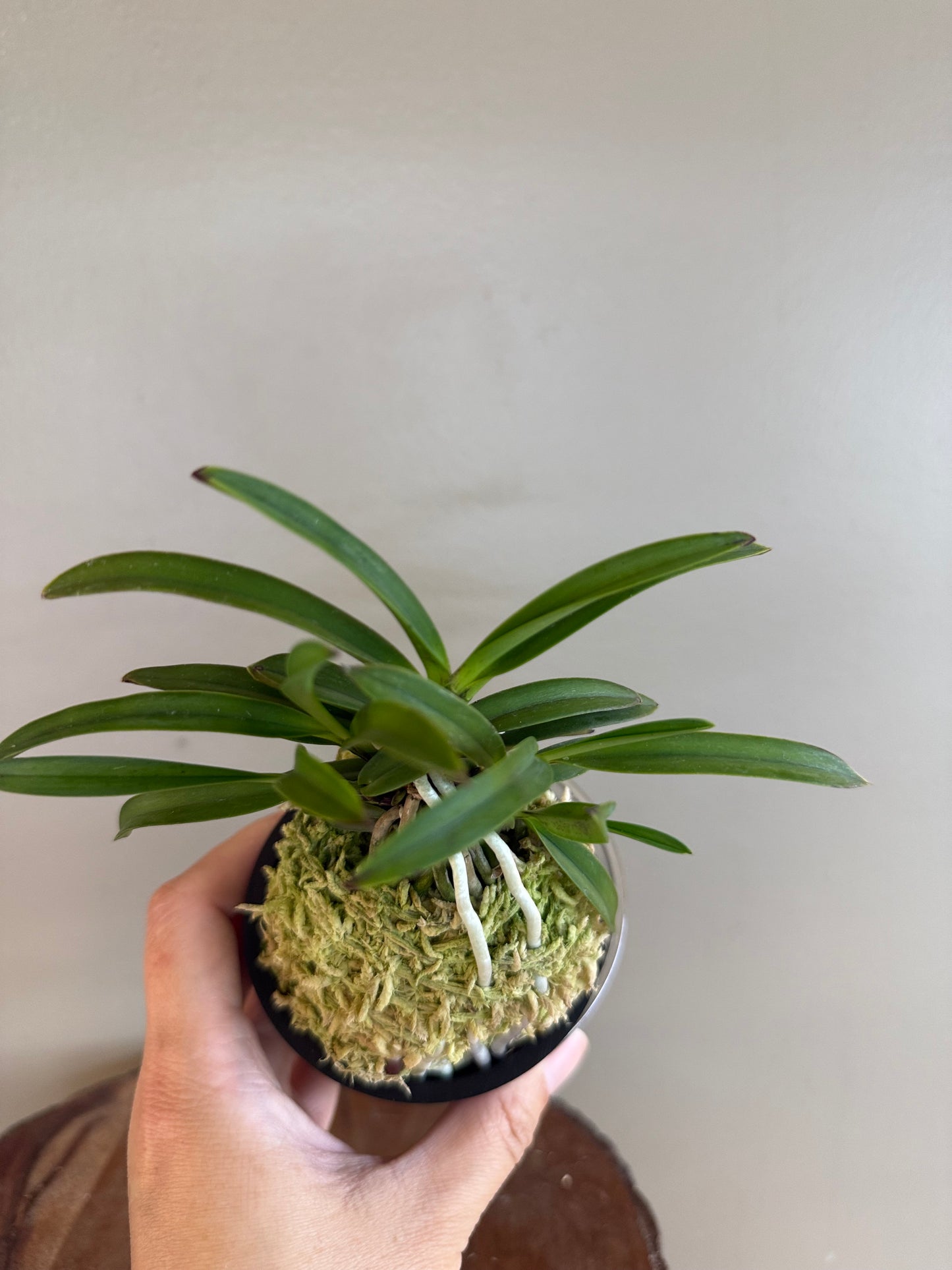 Neofinetia falcata Hong-ya (Honggang*Oushukuume) 紅也