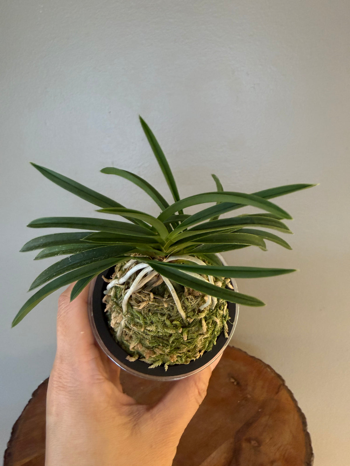 Neofinetia falcata Danjeonghong 丹頂紅
