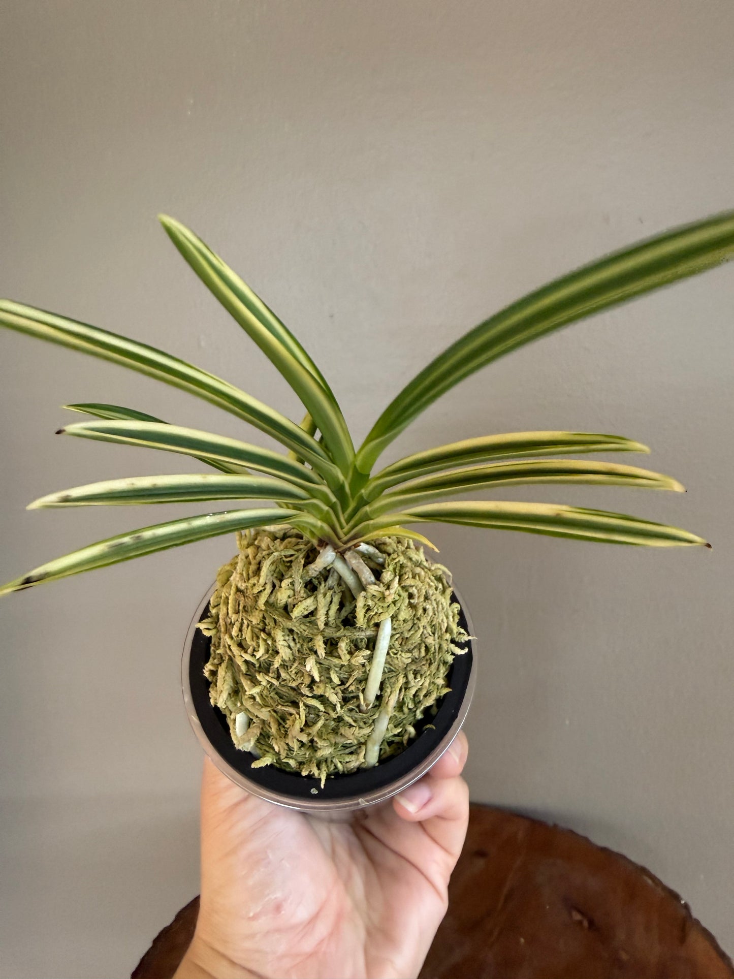 Neofinetia falcata Seoringeum 雪印錦