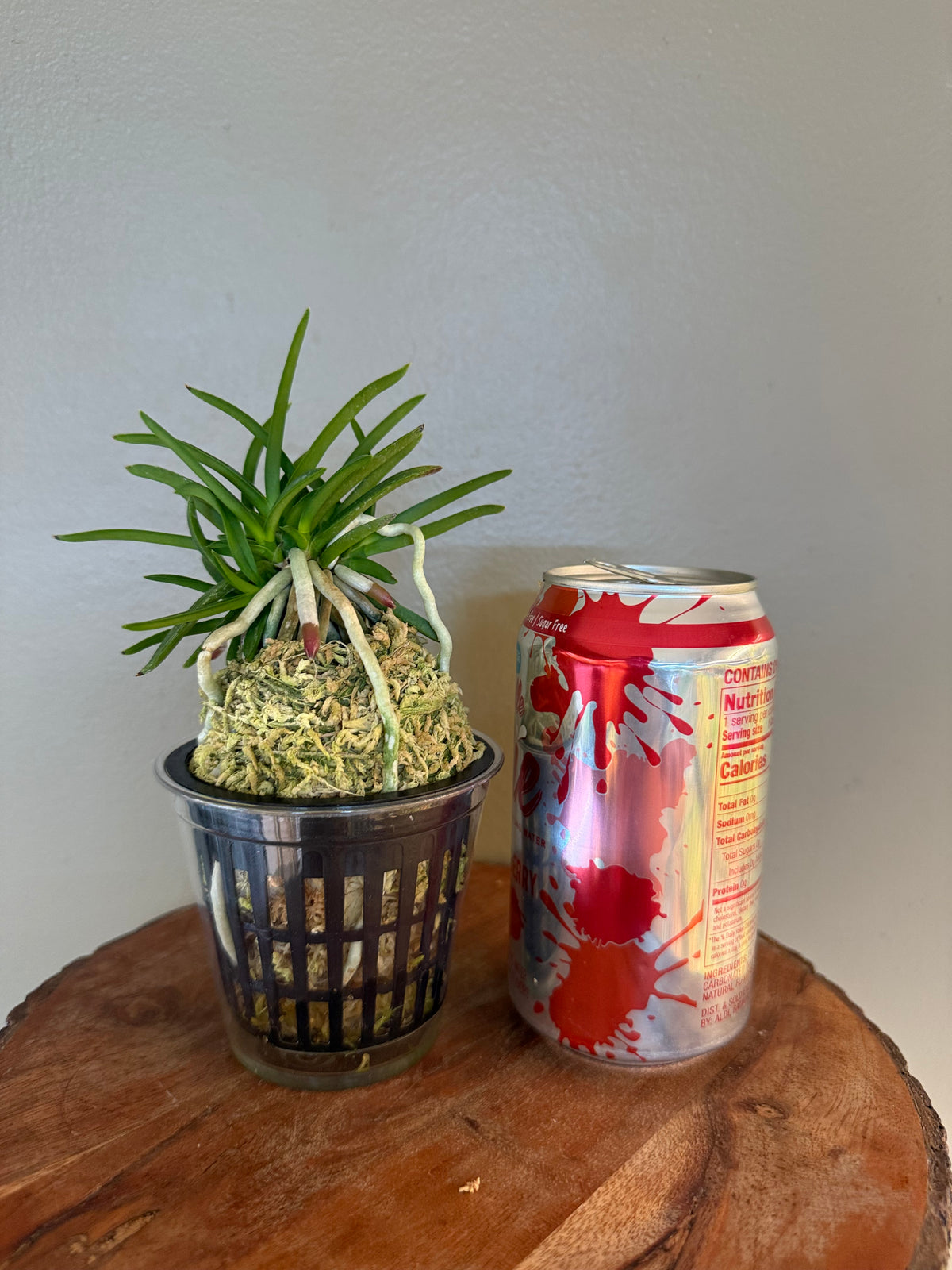 Neofinetia falcata Honghyeon 紅玄