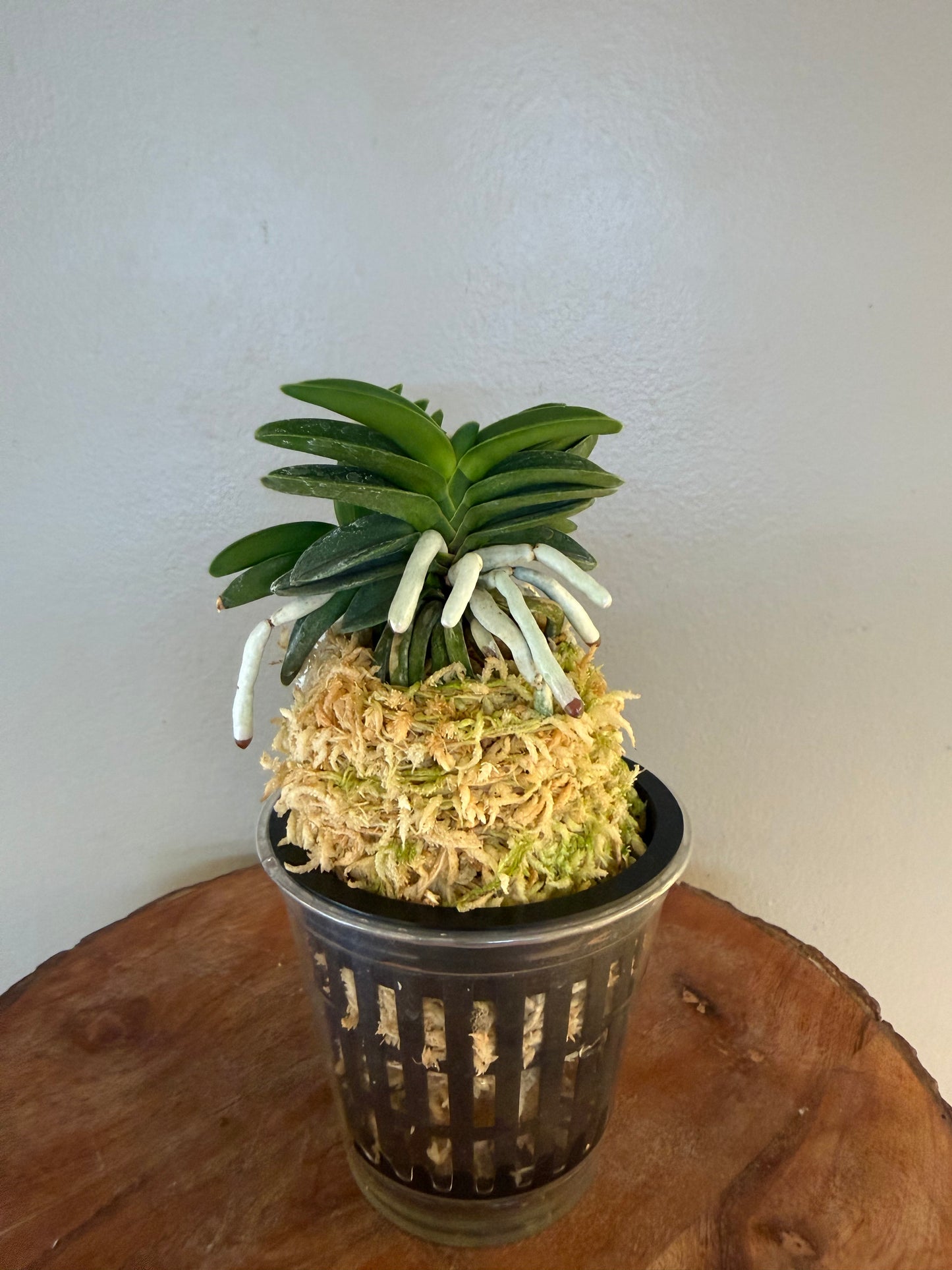 Neofinetia falcata Jangwon 壯元