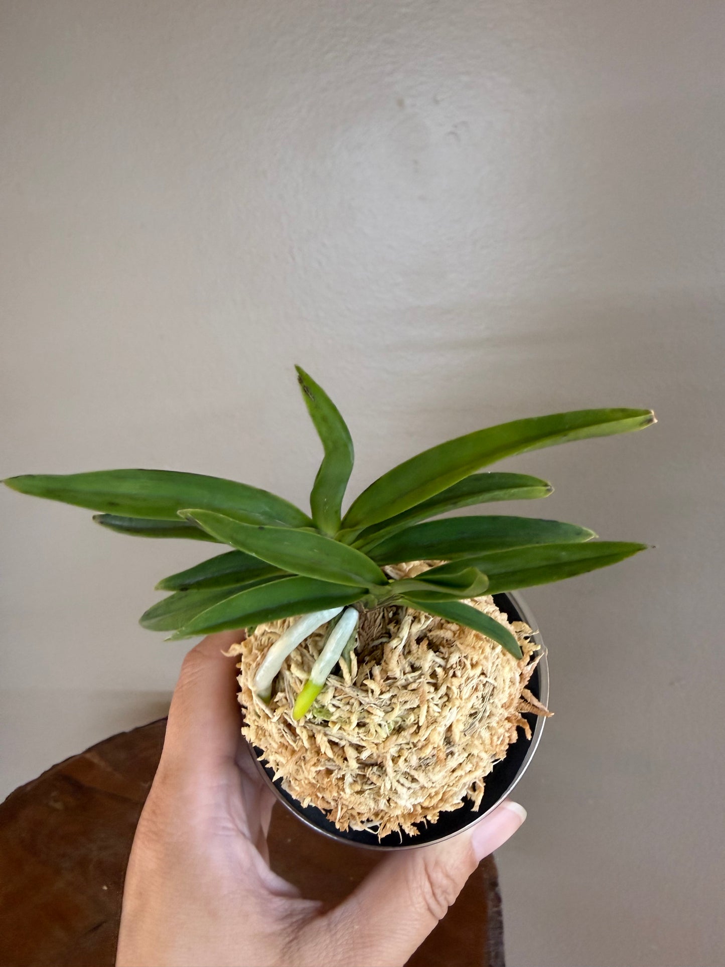 Neofinetia falcata Kouya 荒野
