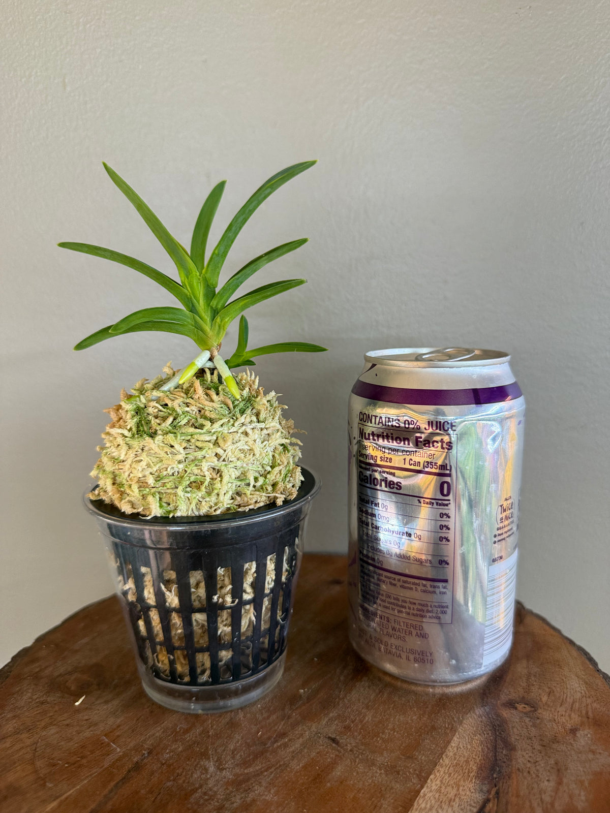 Neofinetia falcata Ushiwakamaru 牛若丸
