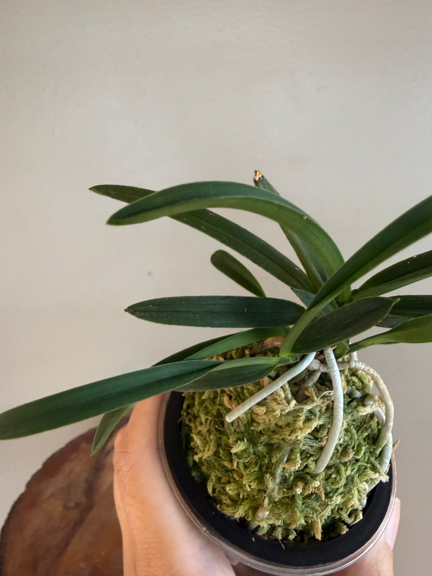 Neofinetia falcata Takaranoshi 宝熨斗