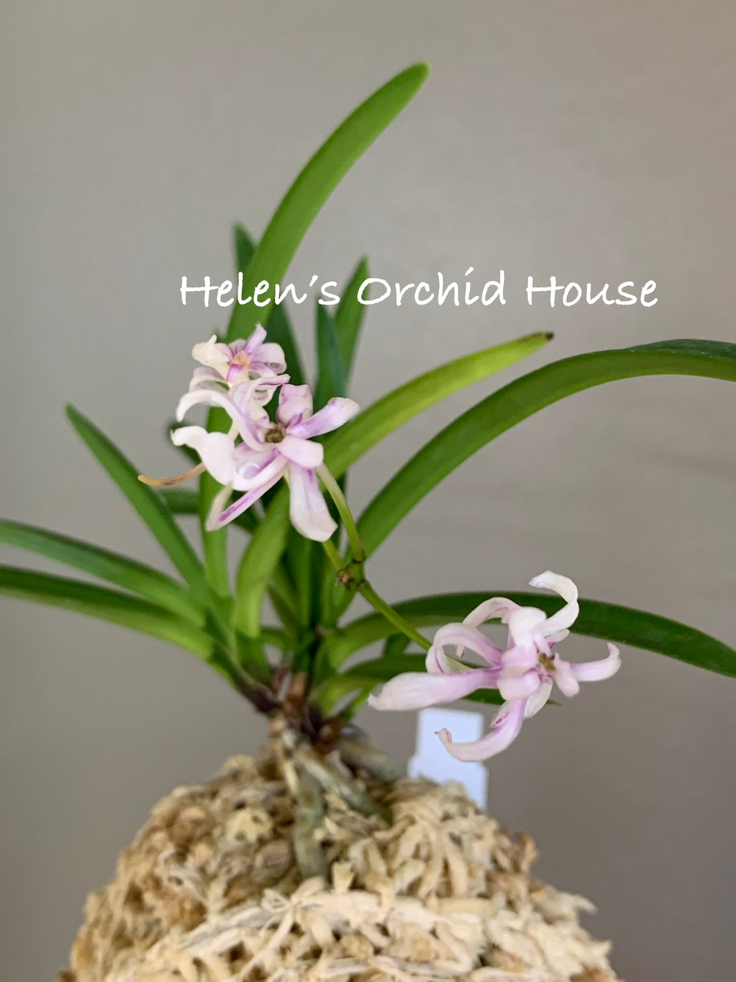 Neofinetia falcata Nangokunomai南國之舞