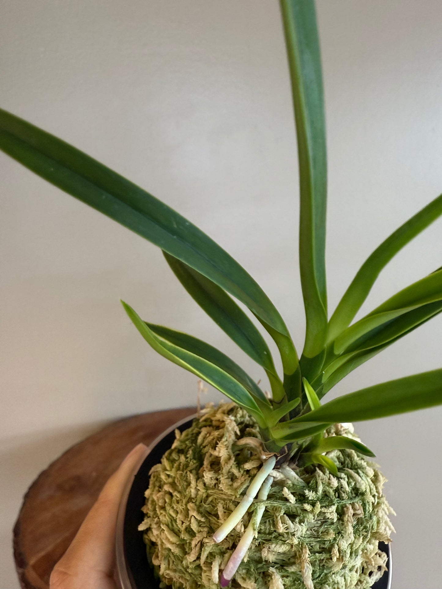 Neofinetia falcata Gogung(Kokyu) 故宮