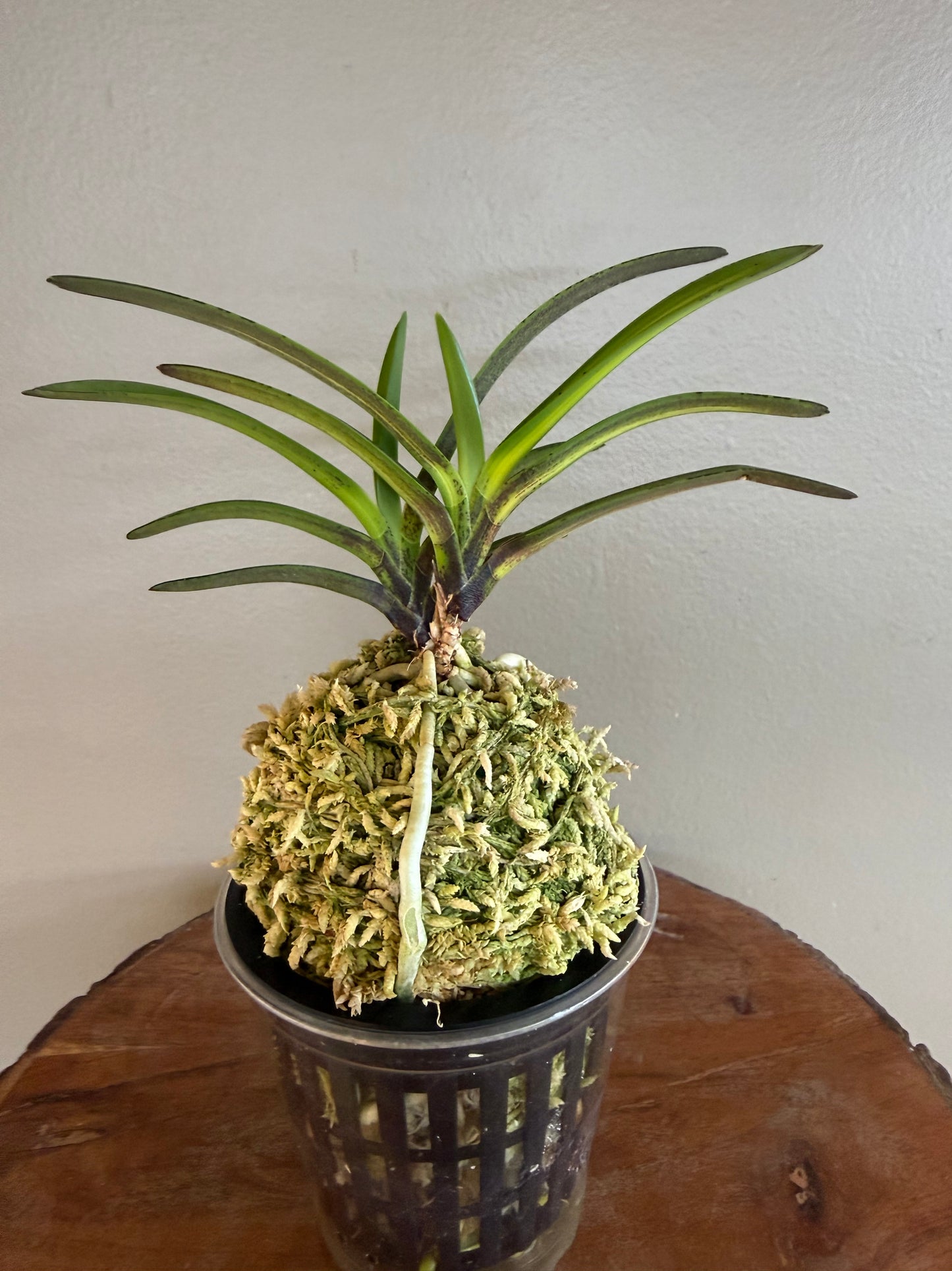 Neofinetia falcata Mikado 帝
