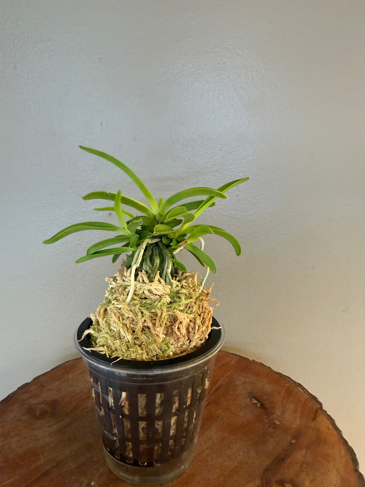 Neofinetia falcata Seoho 瑞虎