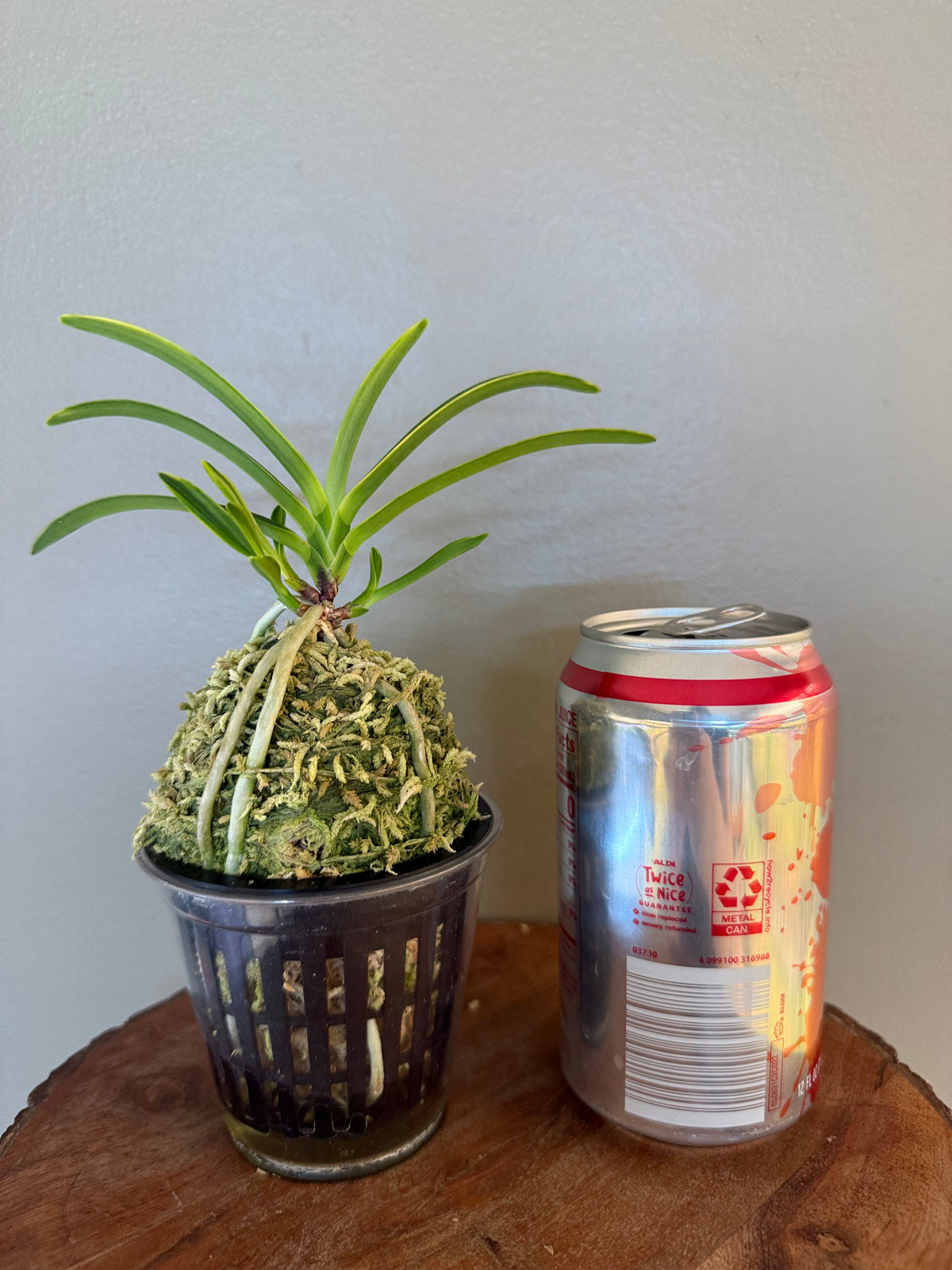 Neofinetia falcata Fugaku 富嶽
