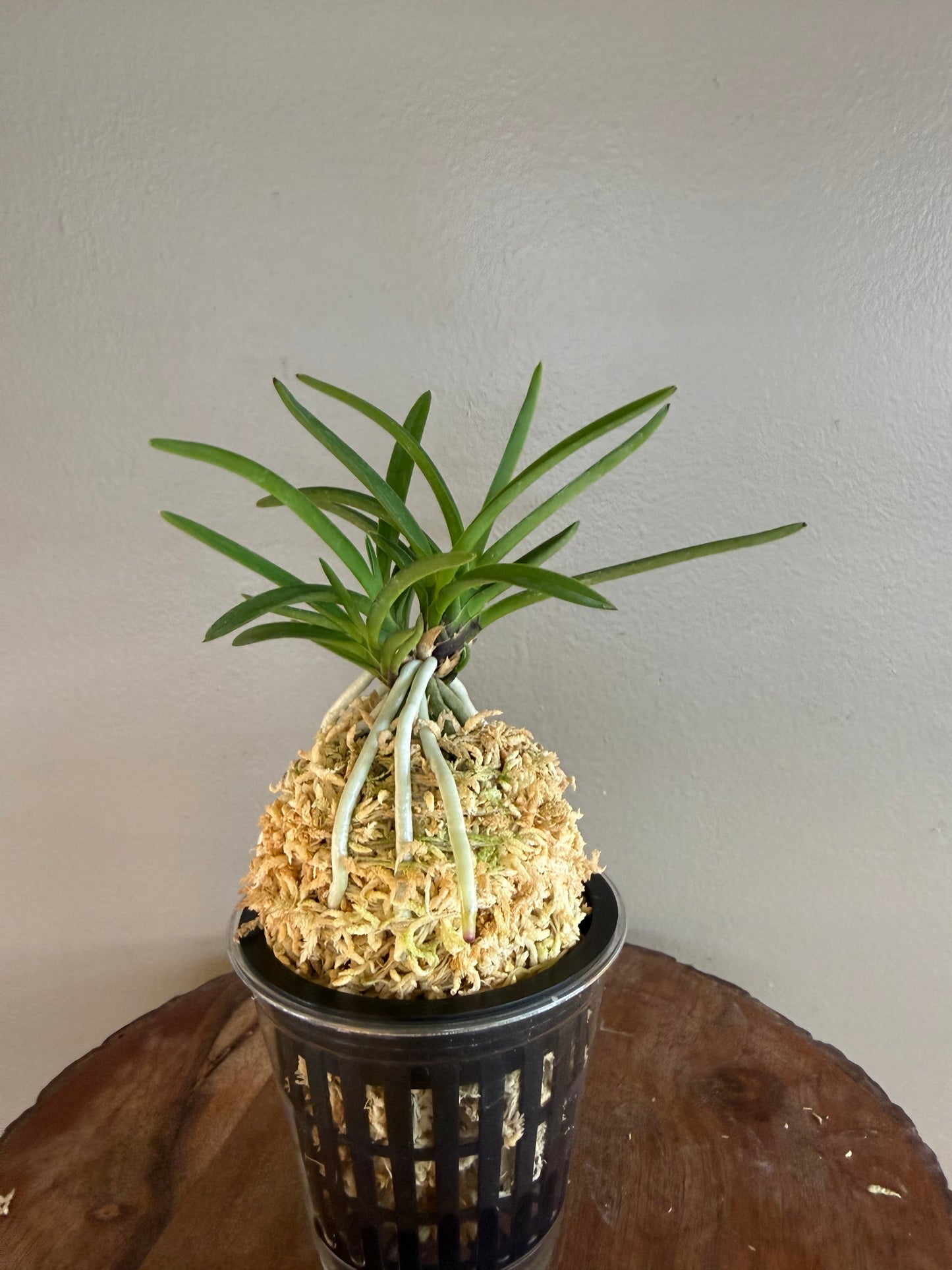 Neofinetia falcata Kibana 黃花