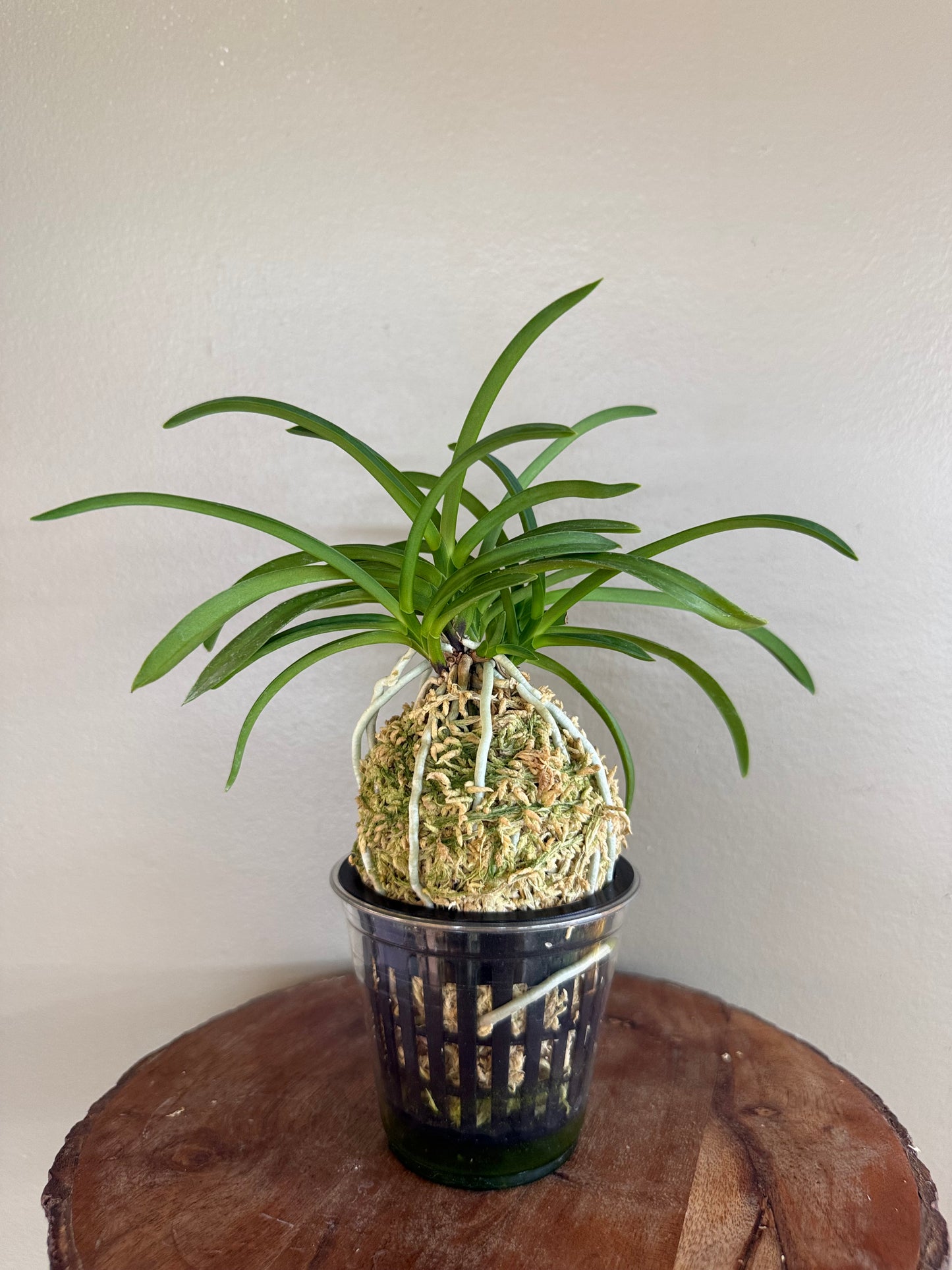 Neofinetia falcata Jangjahong 長紫紅