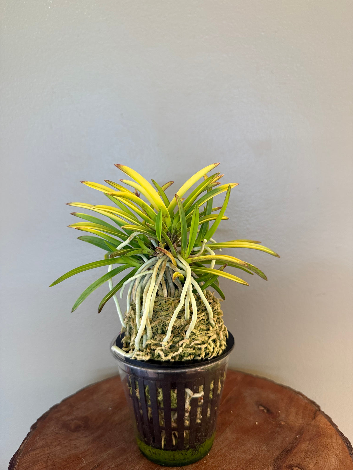Neofinetia falcata Kinroukaku 金樓閣