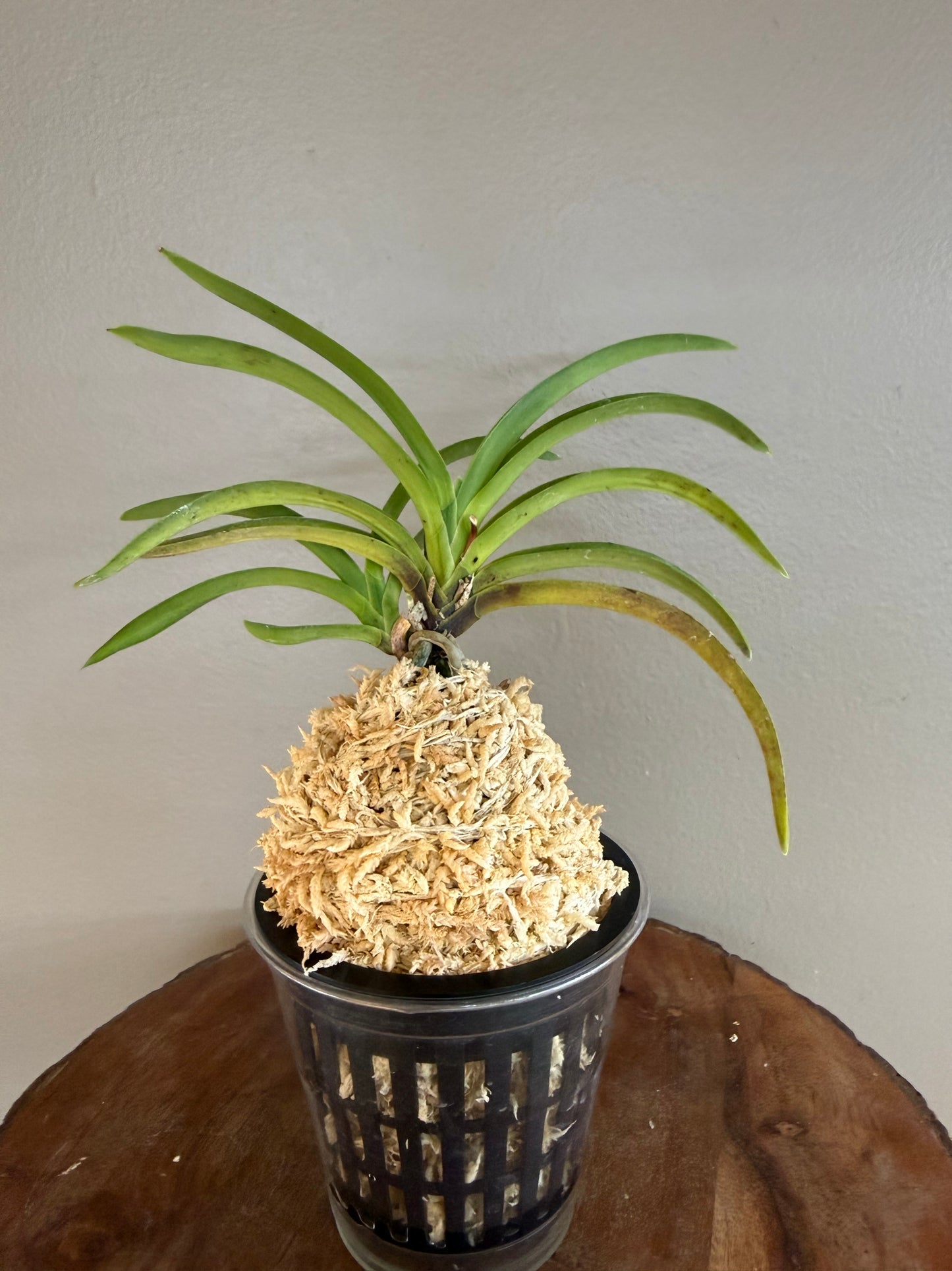 Neofinetia falcata Soubiryu 双尾龍