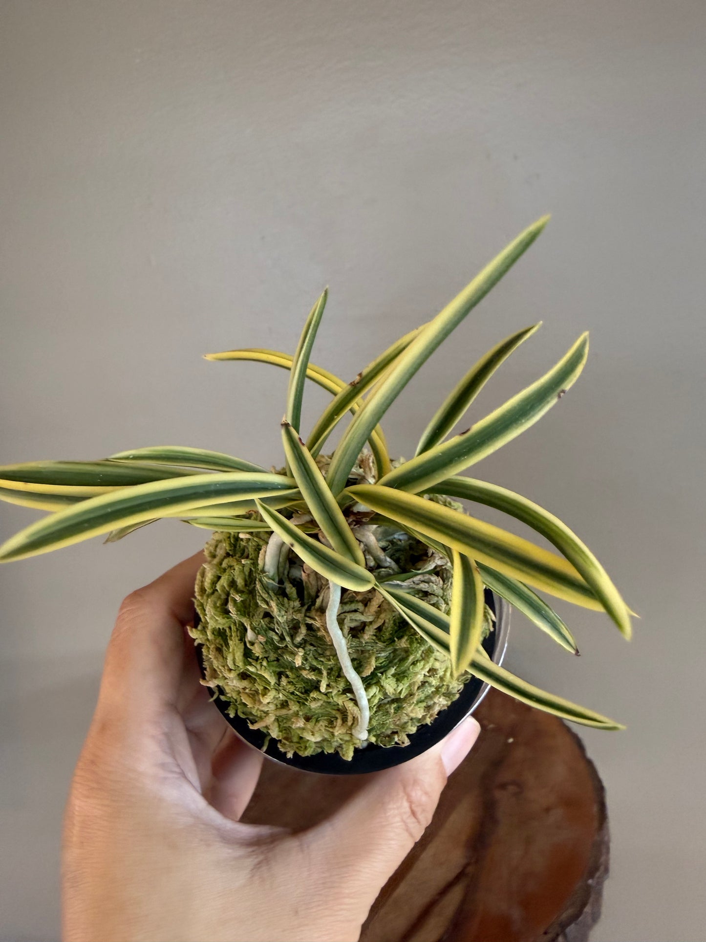 Neofinetia falcata Kotou Fukurin 湖東覆輪