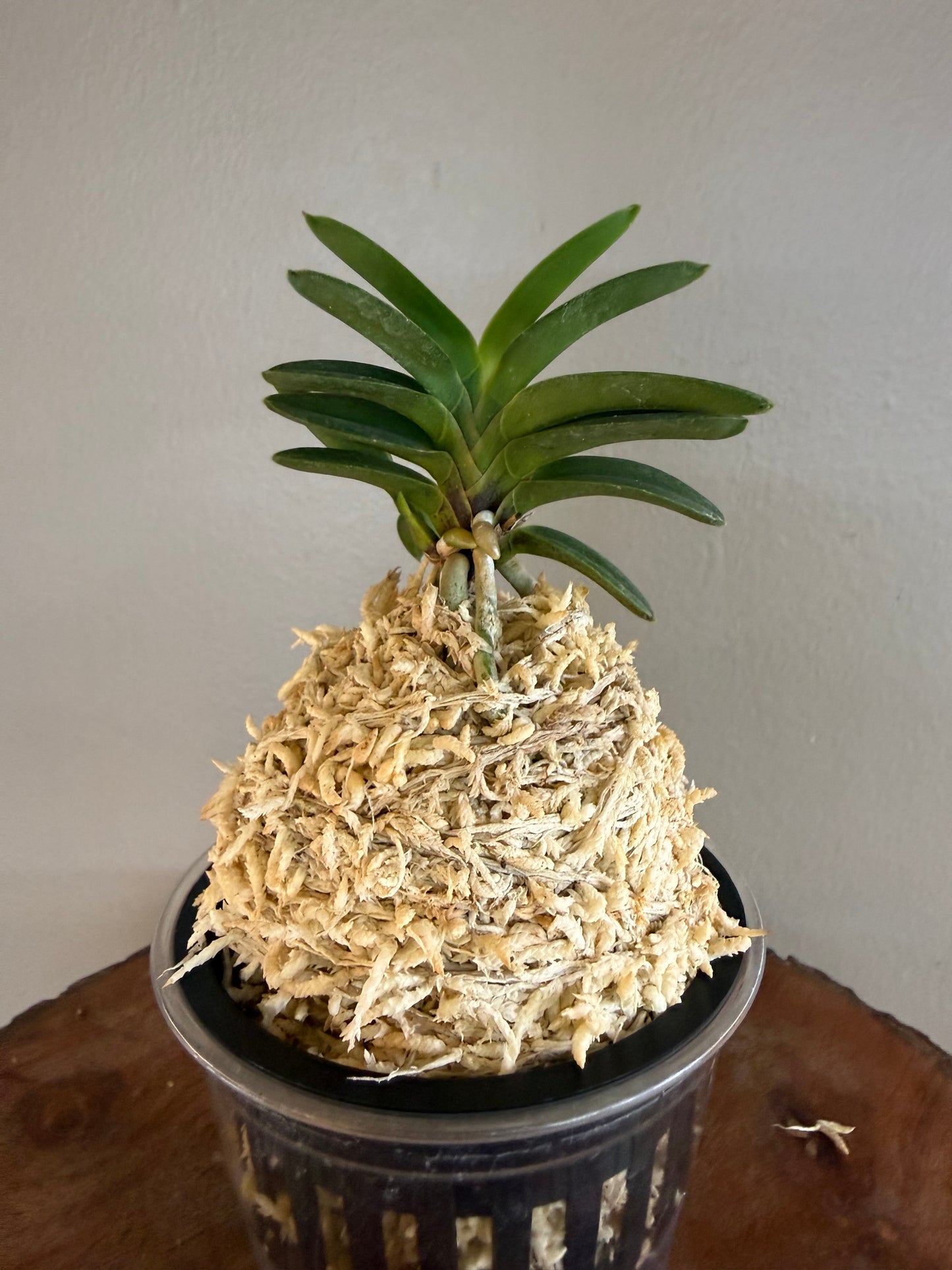 Neofinetia falcata Tsushima Ryokuho 對馬綠寶