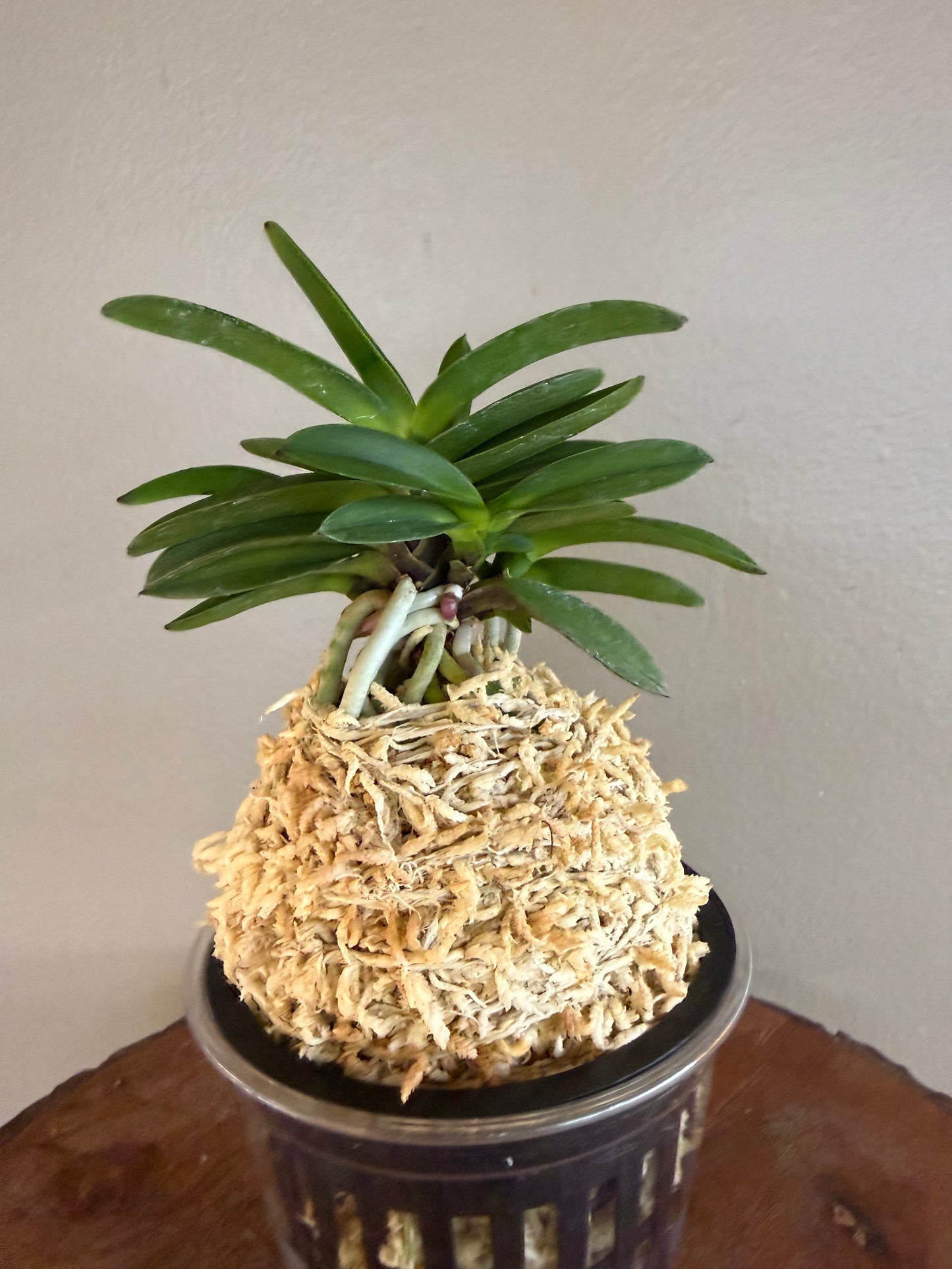 Neofinetia falcata Tamakongo 玉金剛
