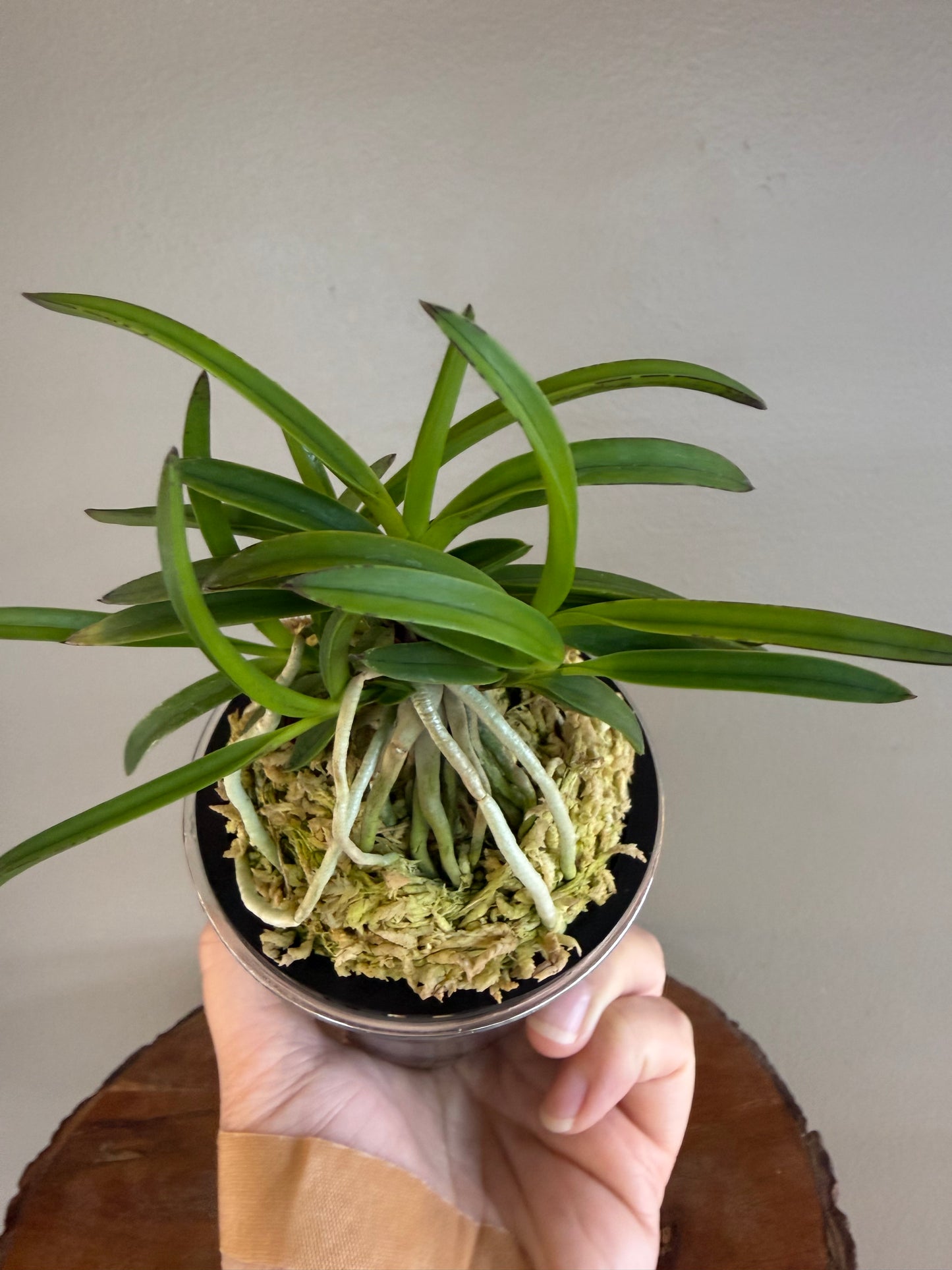 Neofinetia falcata Benitengu 紅天狗